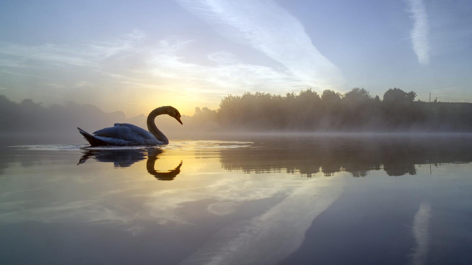 Wallpapers swan morning lake on the desktop