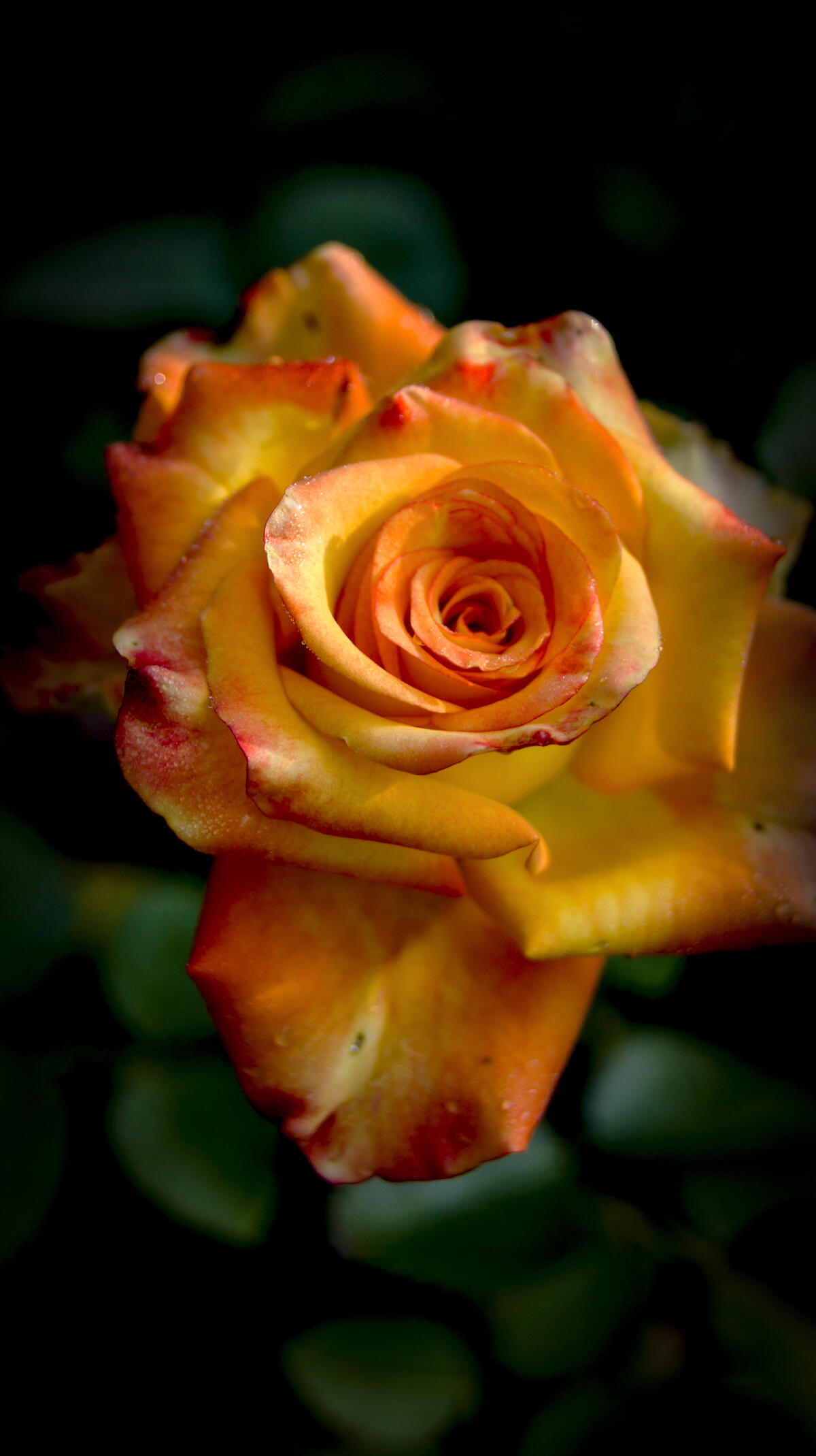 Rose.Blossoming.Yellow-orange color.