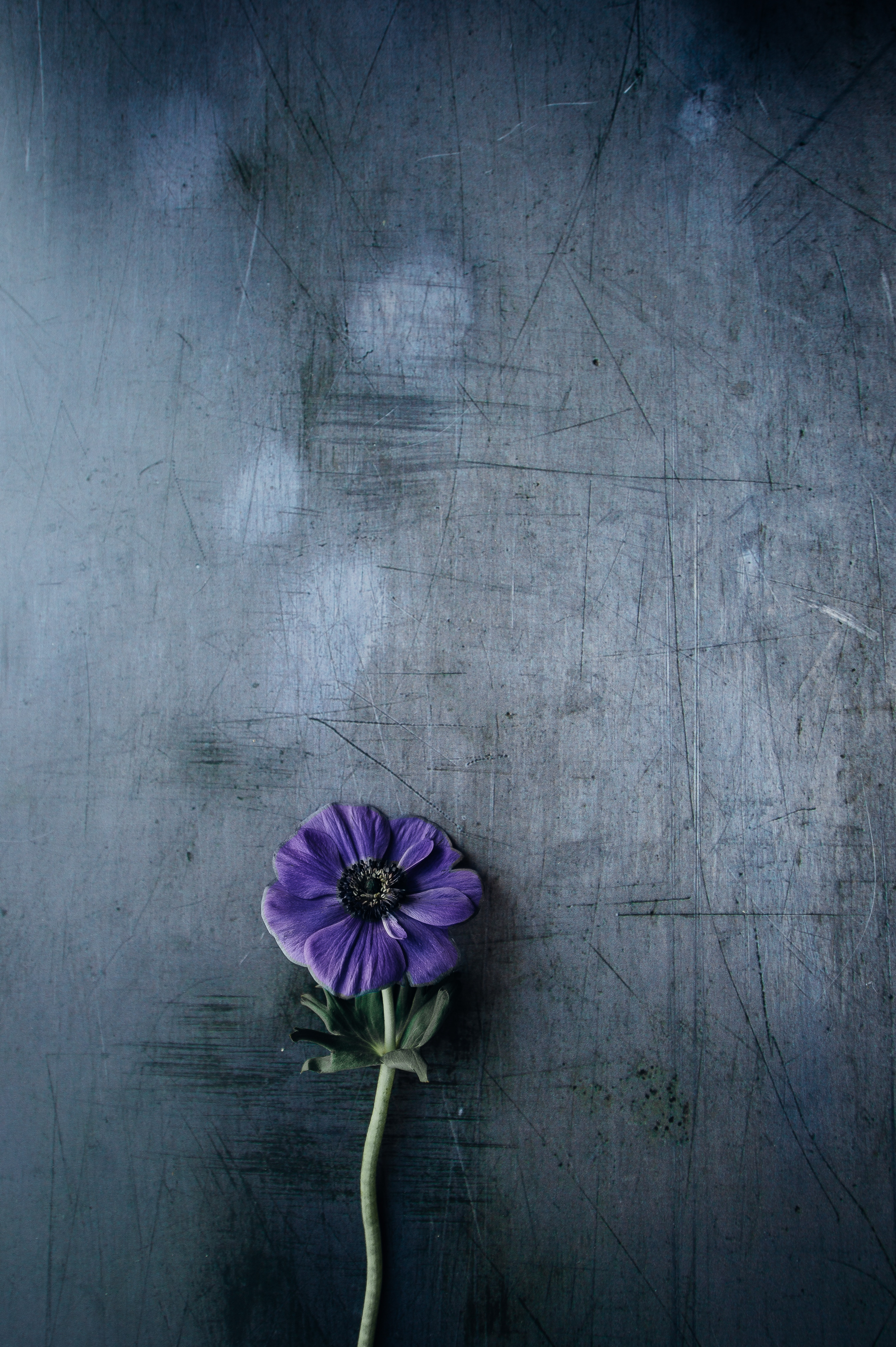 Wallpapers flower violet stem on the desktop