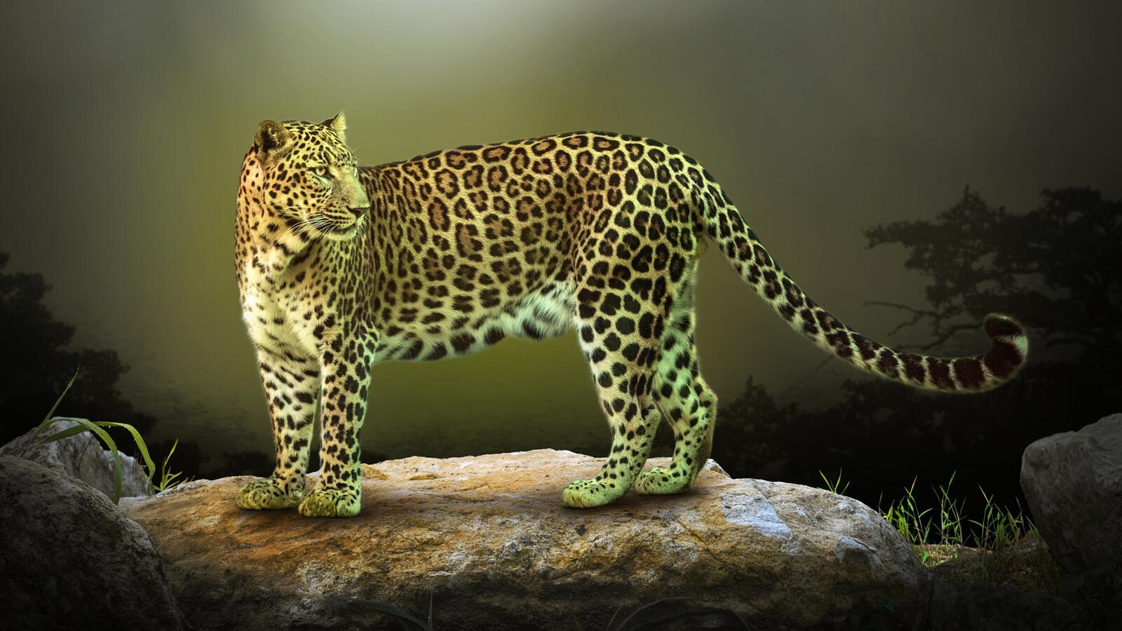 Wallpapers big cat beast leopard on the desktop