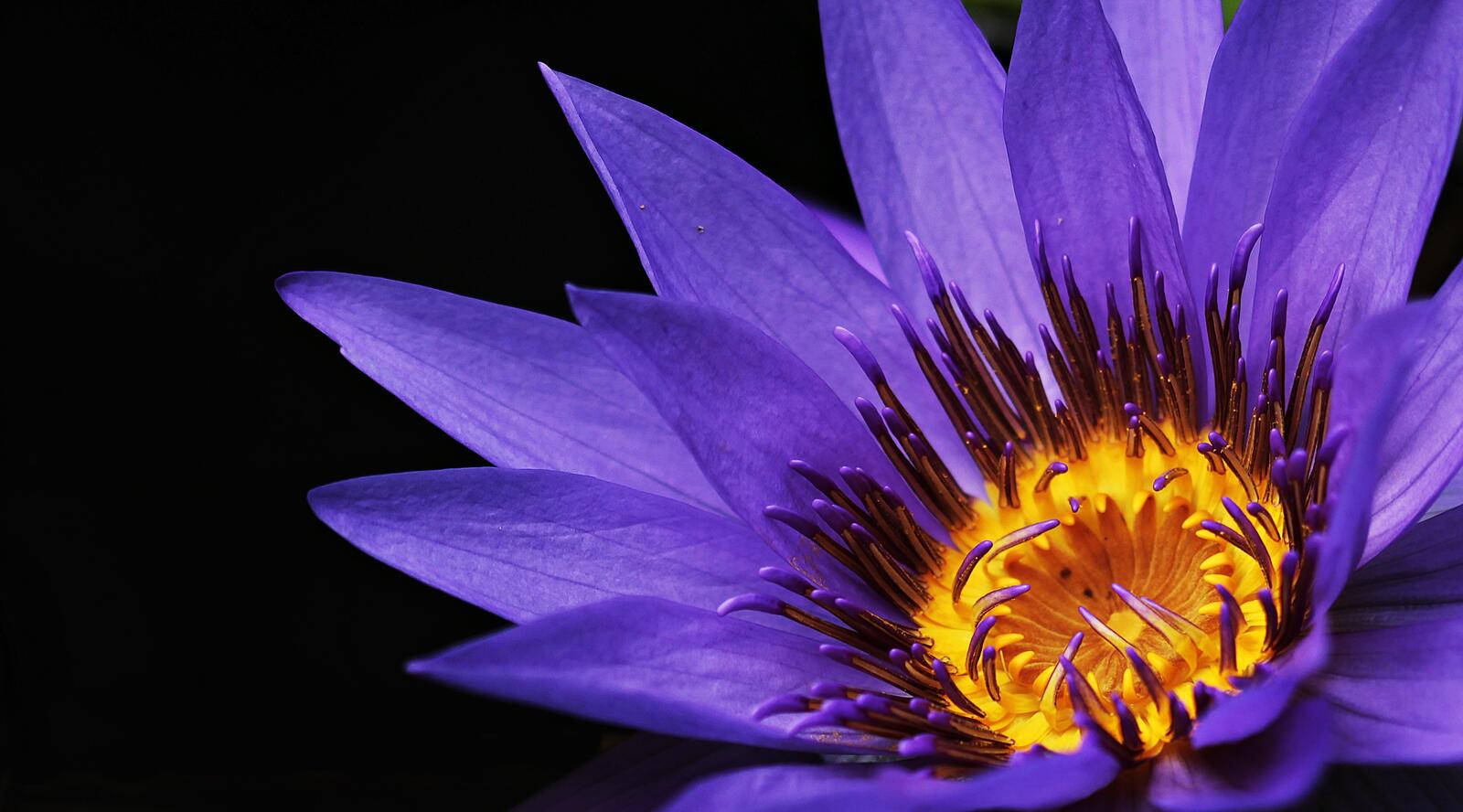 Wallpapers photos water lilies violet on the desktop