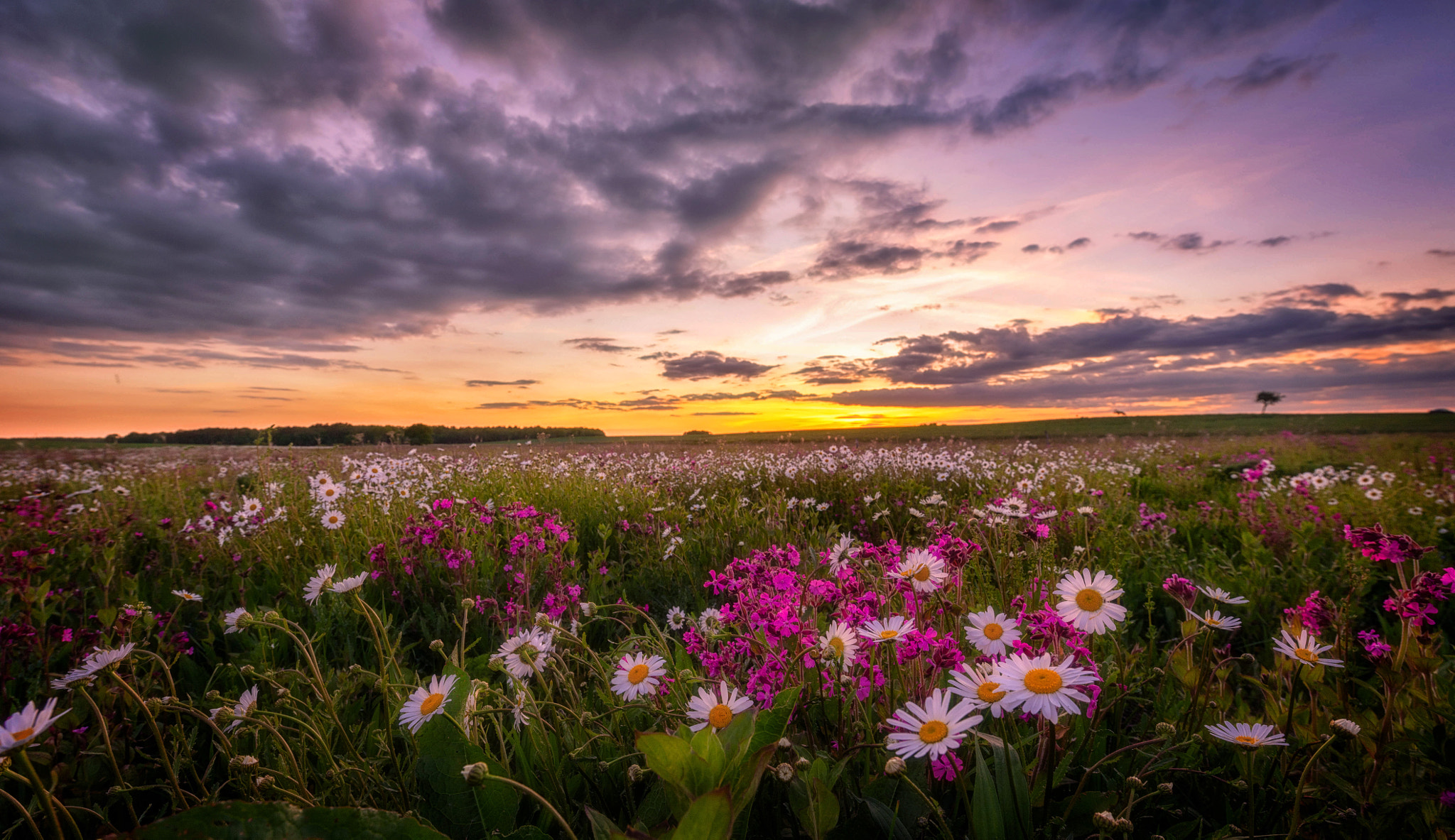 Wallpapers flowers daisies sunset on the desktop