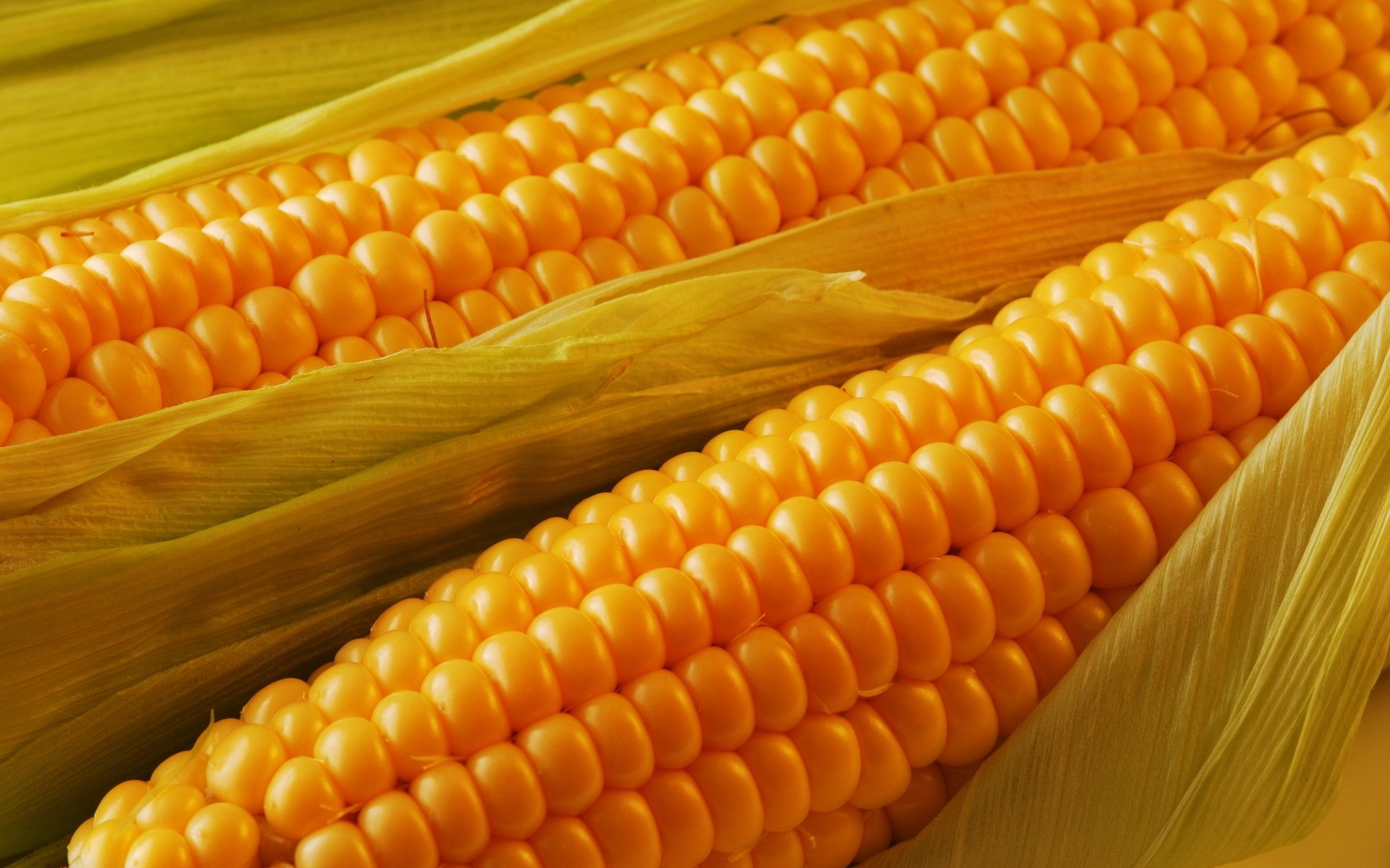 Фото бесплатно кукуруза, зерна, красивая