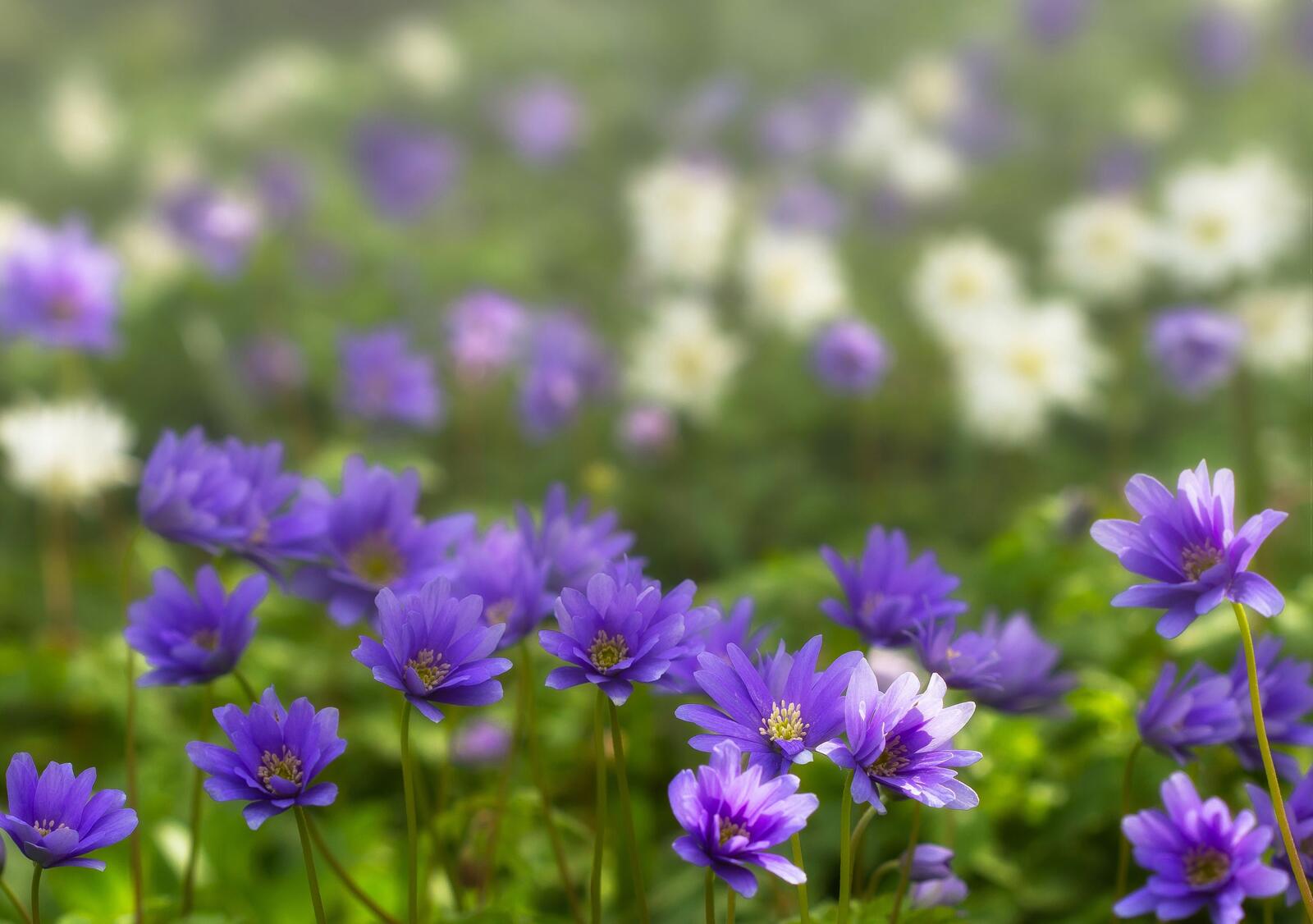 Wallpapers blurred purple flowers wallpaper anemone on the desktop