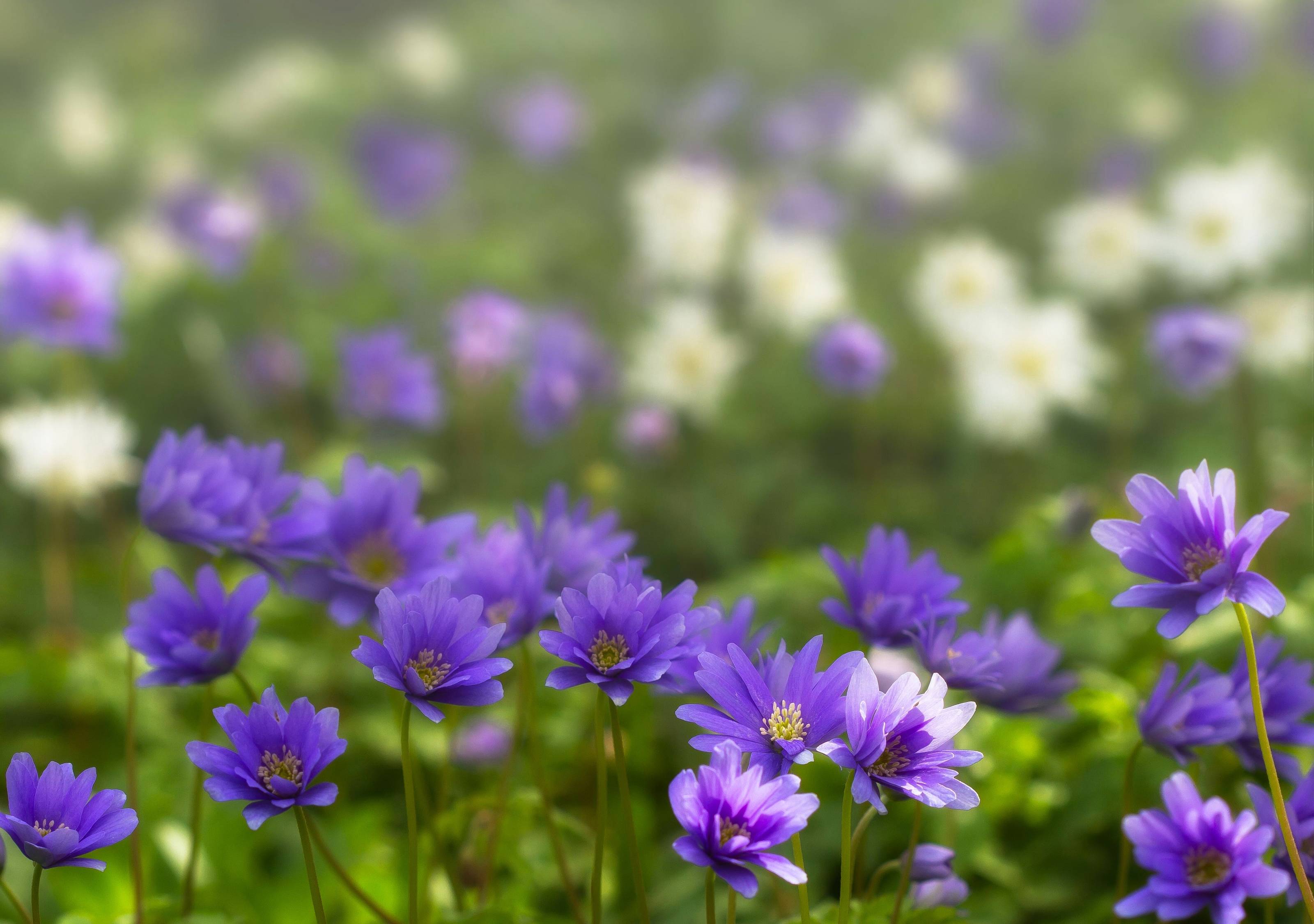 Photo free blurred, purple flowers, wallpaper anemone