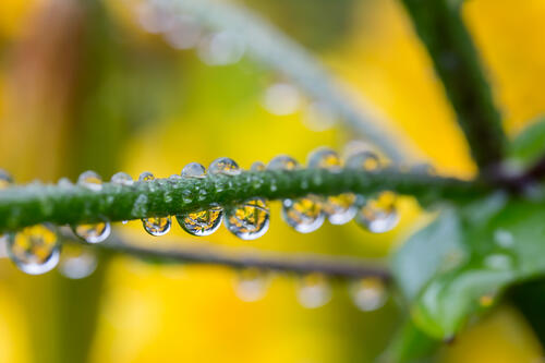 雨滴在茎上