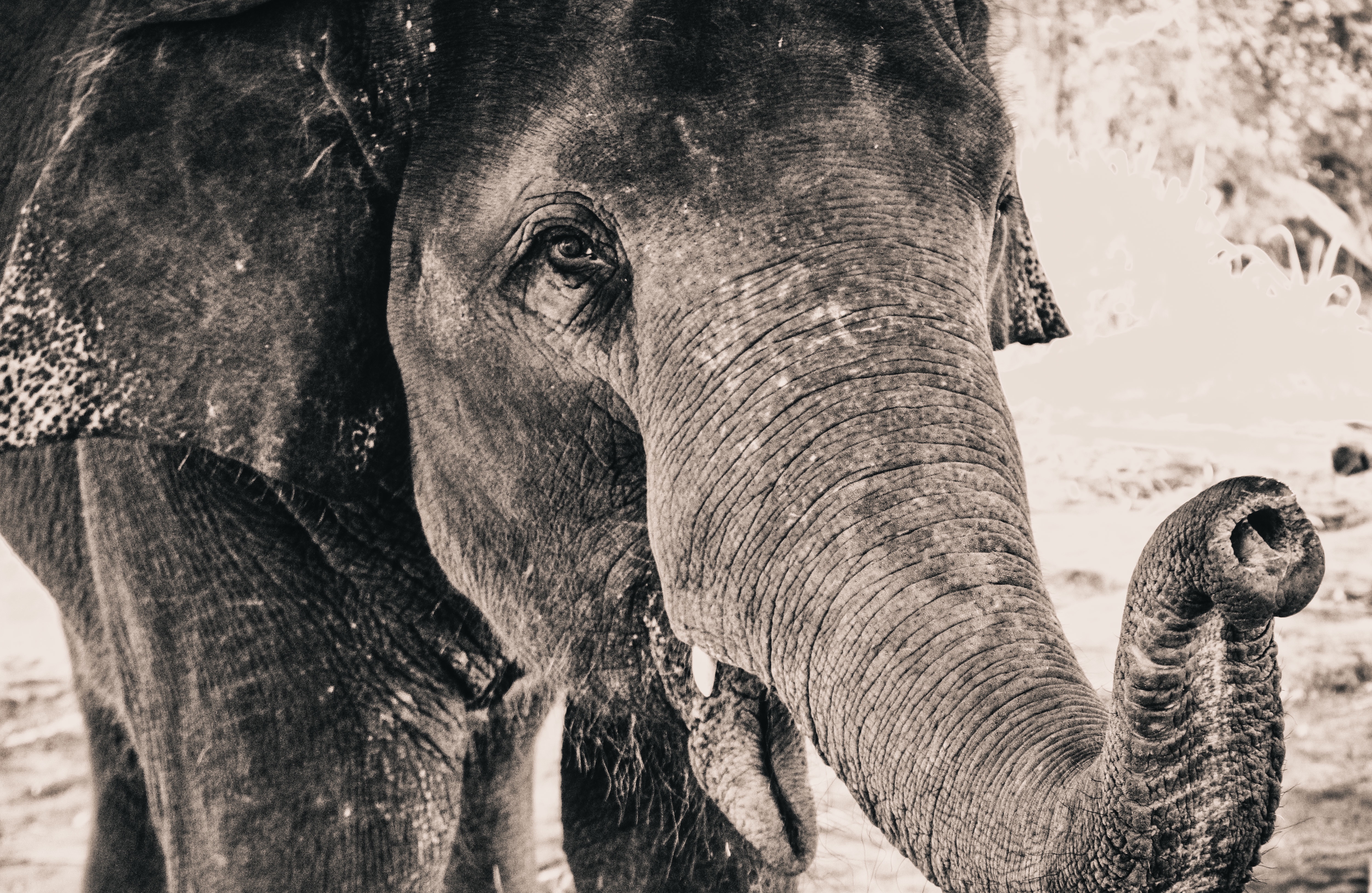 Wallpapers black and white trunk animal on the desktop