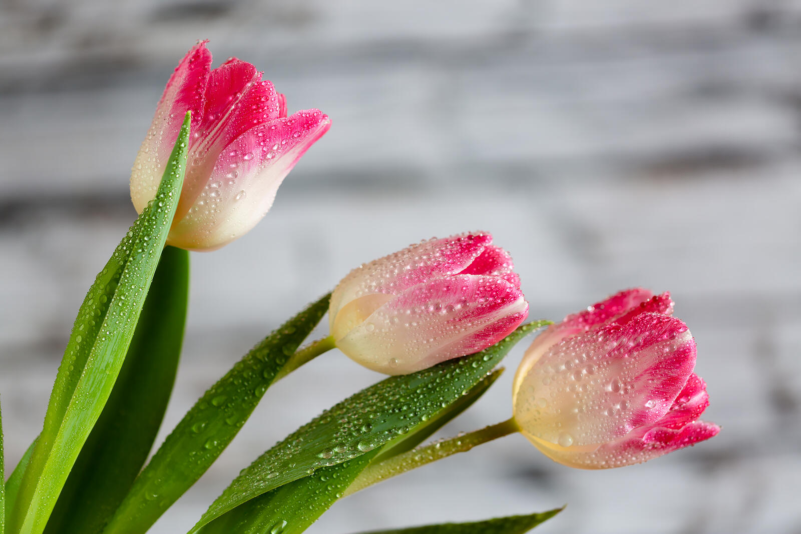 Free photo Trio of tulips