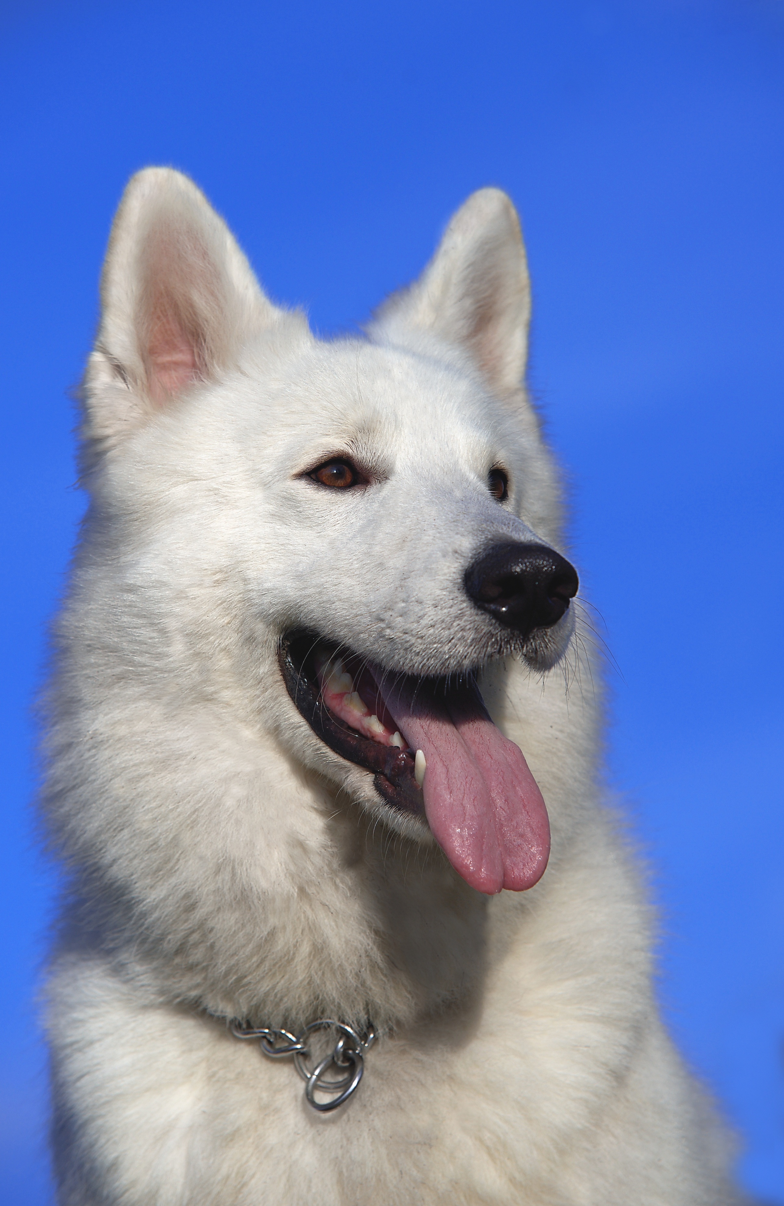 Фото белый собака животное - бесплатные картинки на Fonwall
