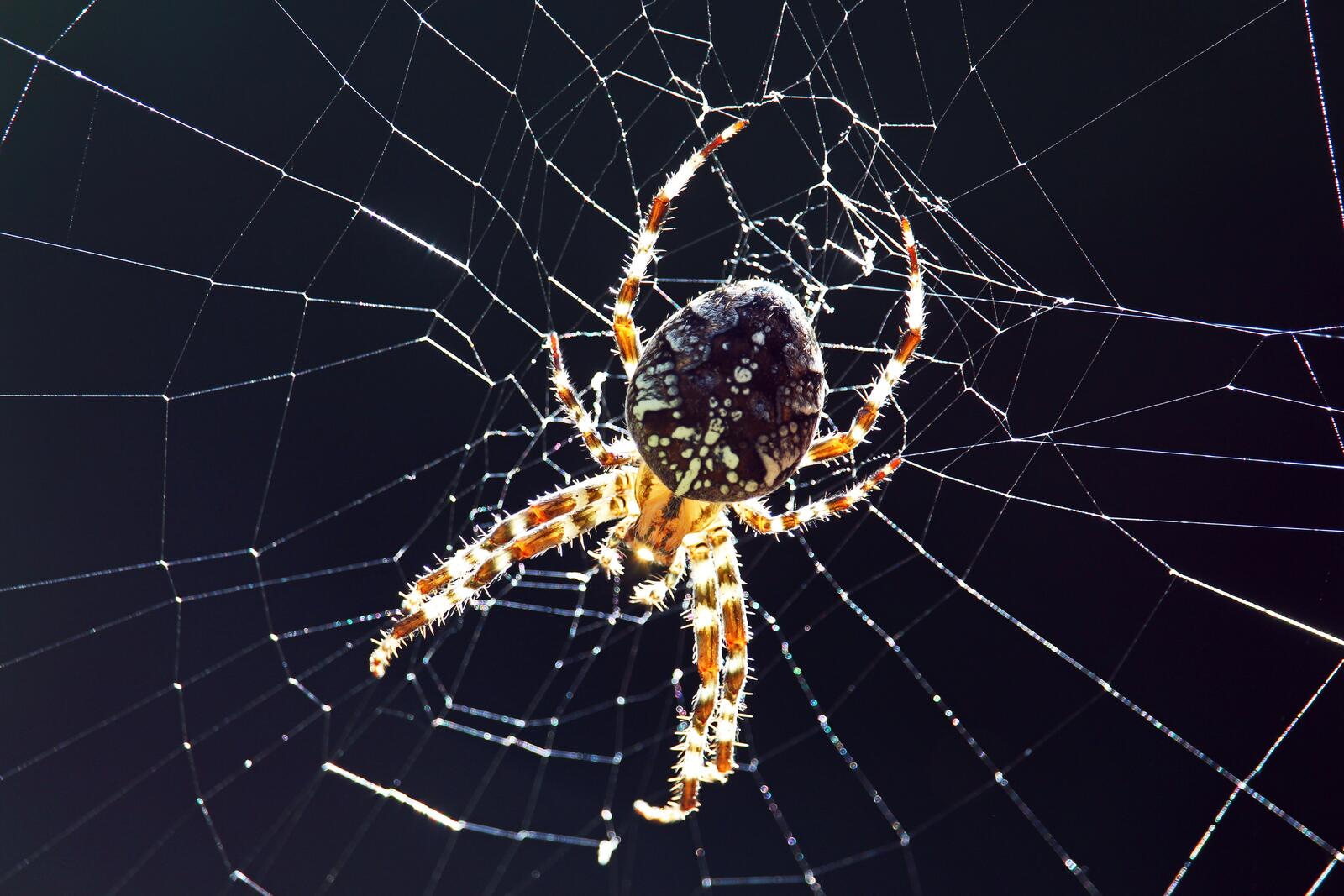 Wallpapers animals spiders insects on the desktop