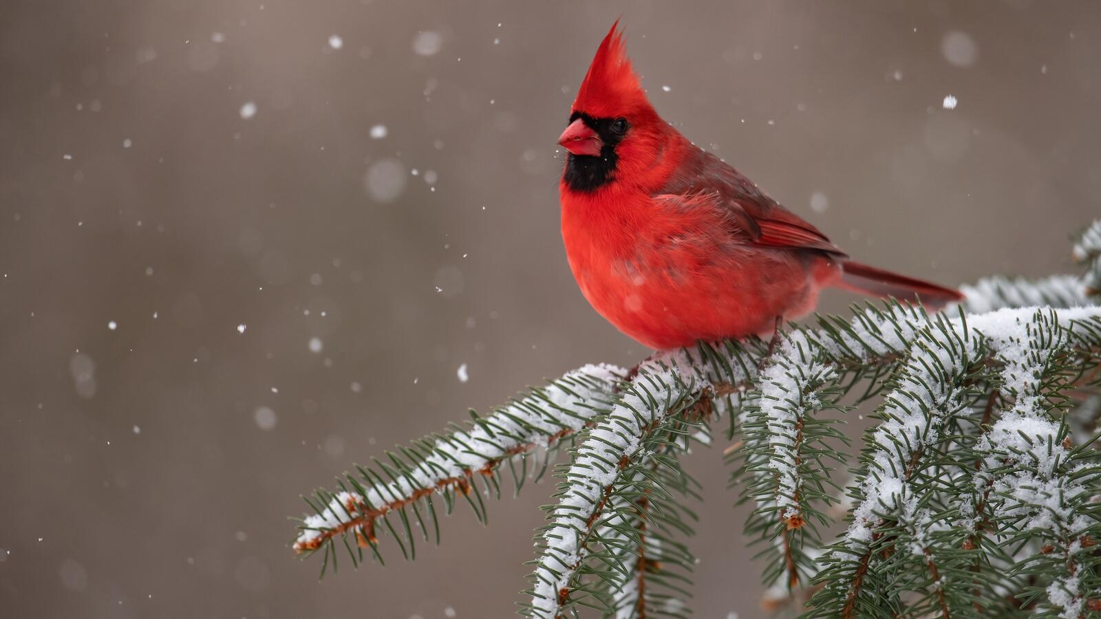 Обои снег красный птицы на рабочий стол