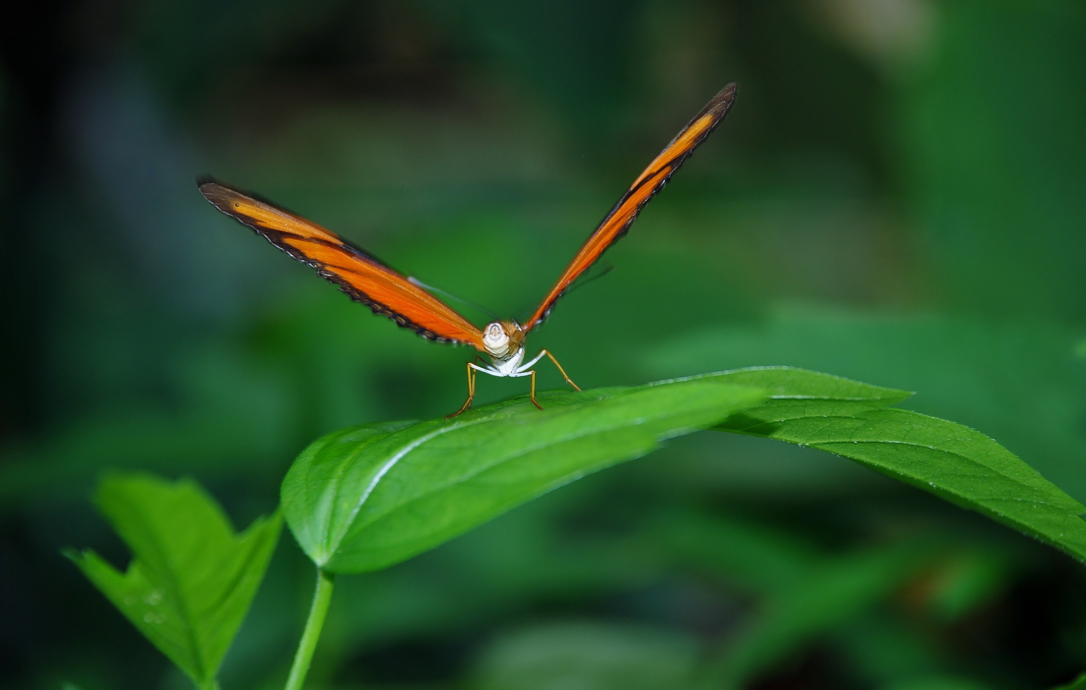 Фото бесплатно бабочка, крыло, жук