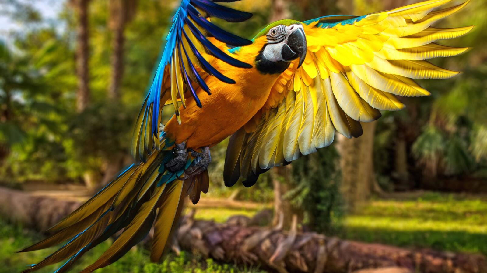 Бесплатное фото Макао попугай в полете