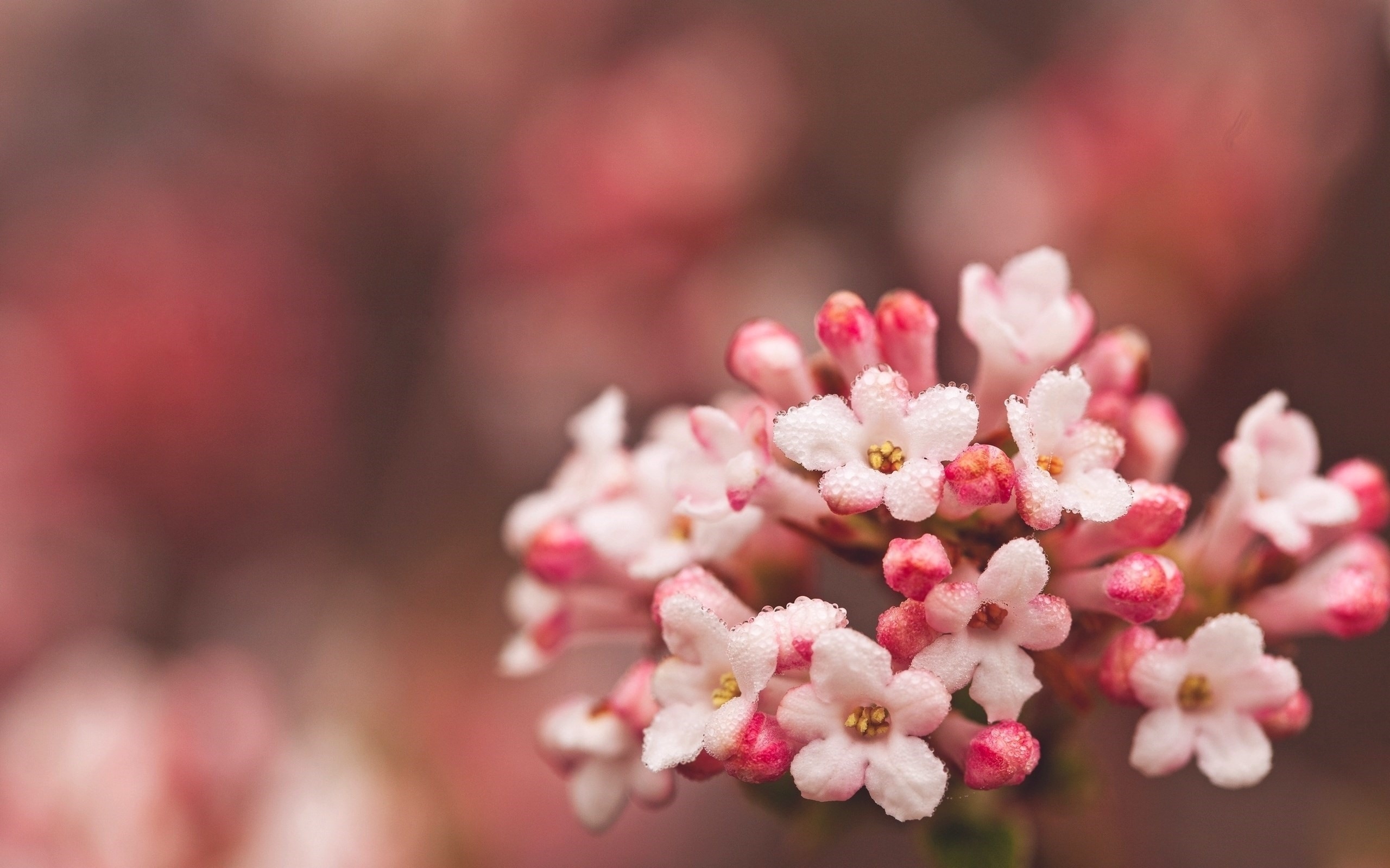 Photo free wallpaper pink flowers, pink flowers, small flowers