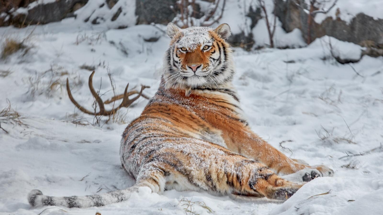 Обои обои сибирский тигр хищник снег на рабочий стол