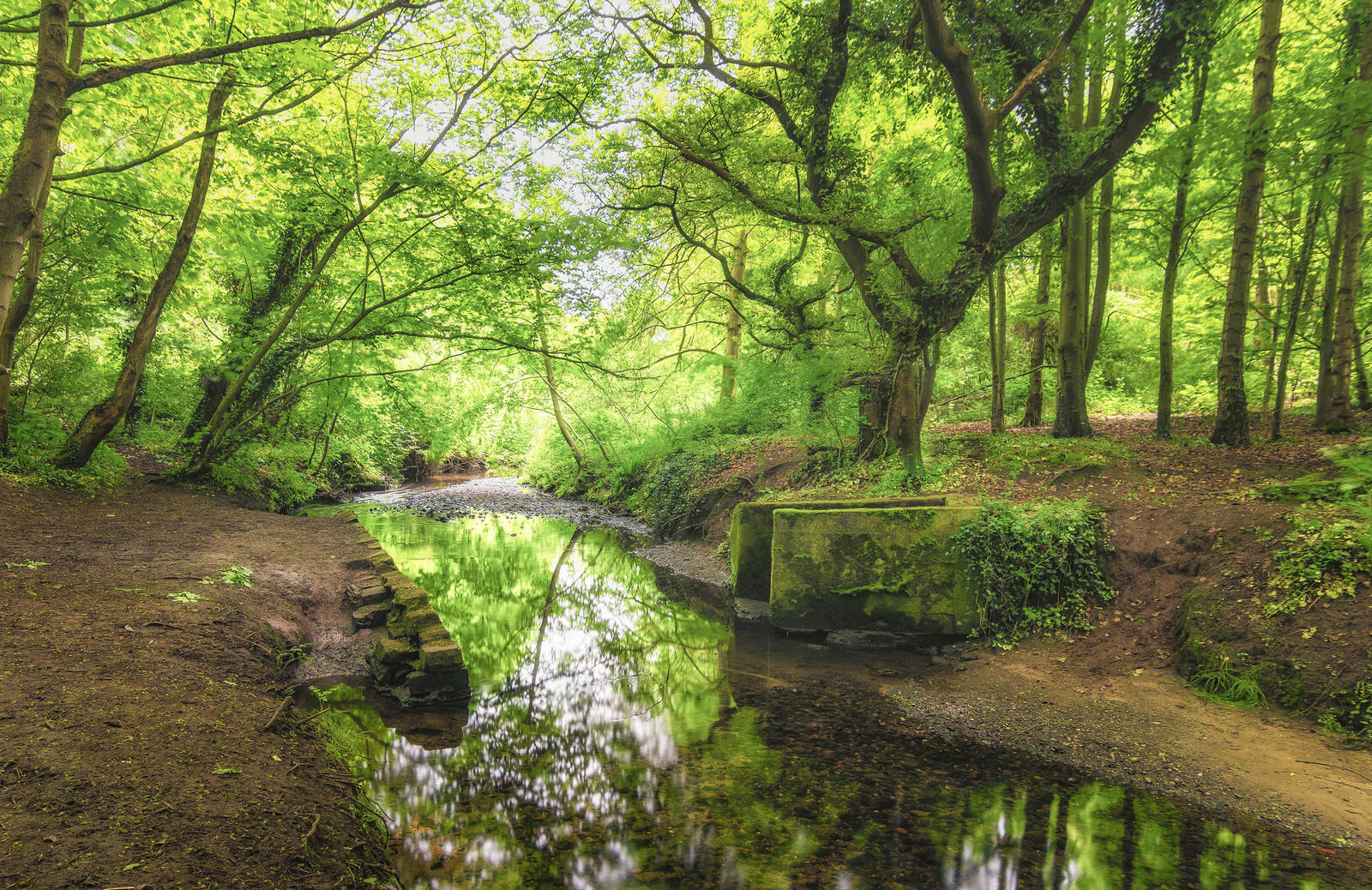 Wallpapers Great Britain forest stream on the desktop