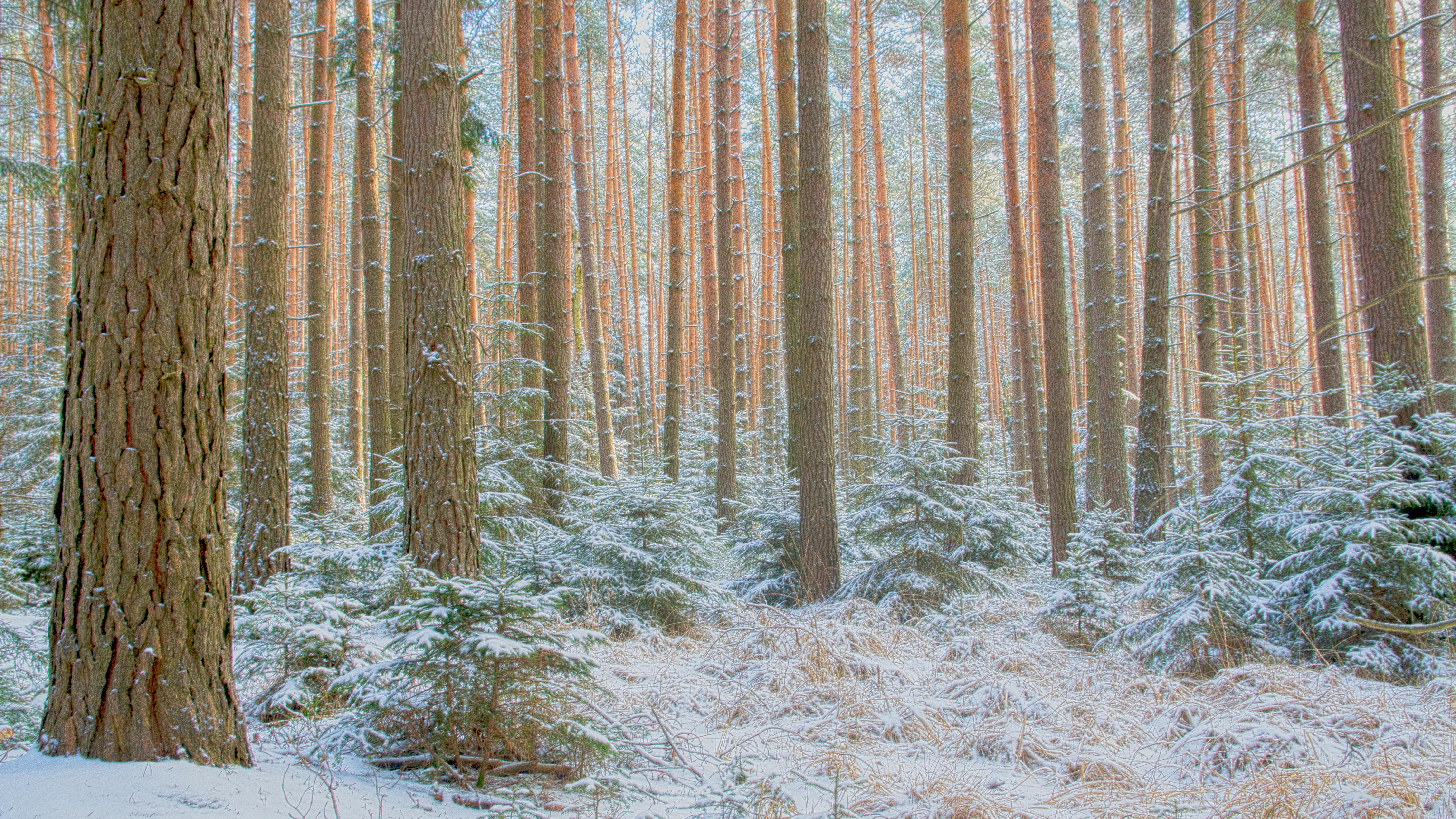 Фото бесплатно зима, снег на деревьях, деревья в снегу