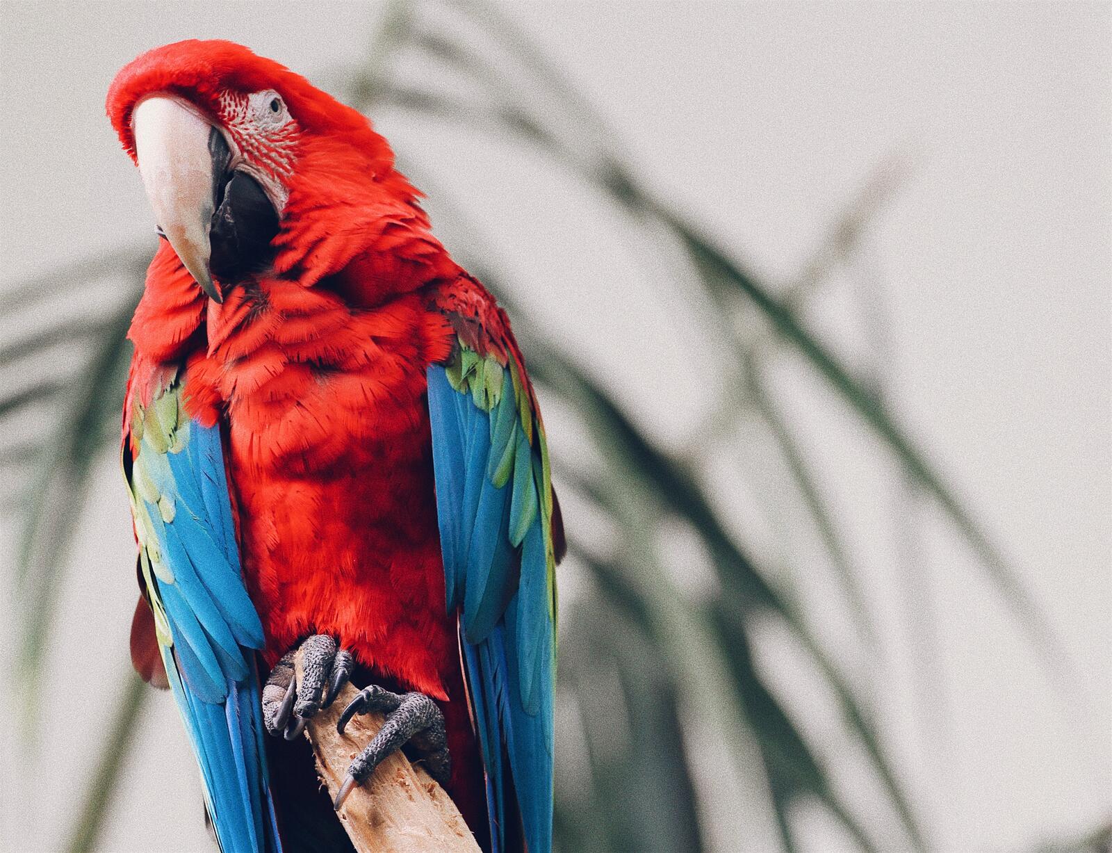 Попугай ара с красными перьями смотрит на фотографа
