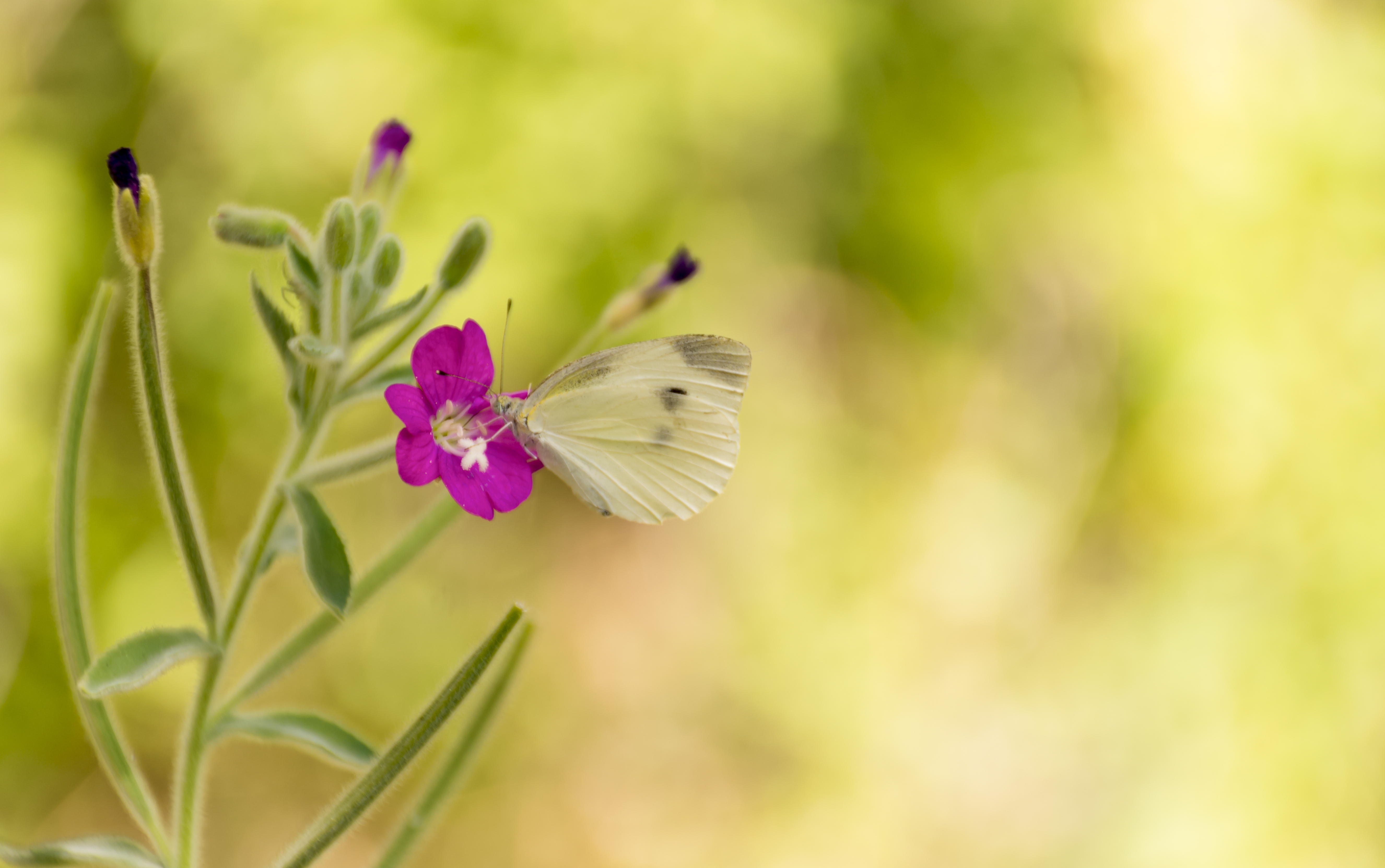 Фото бесплатно размытое, бабочка, цветок