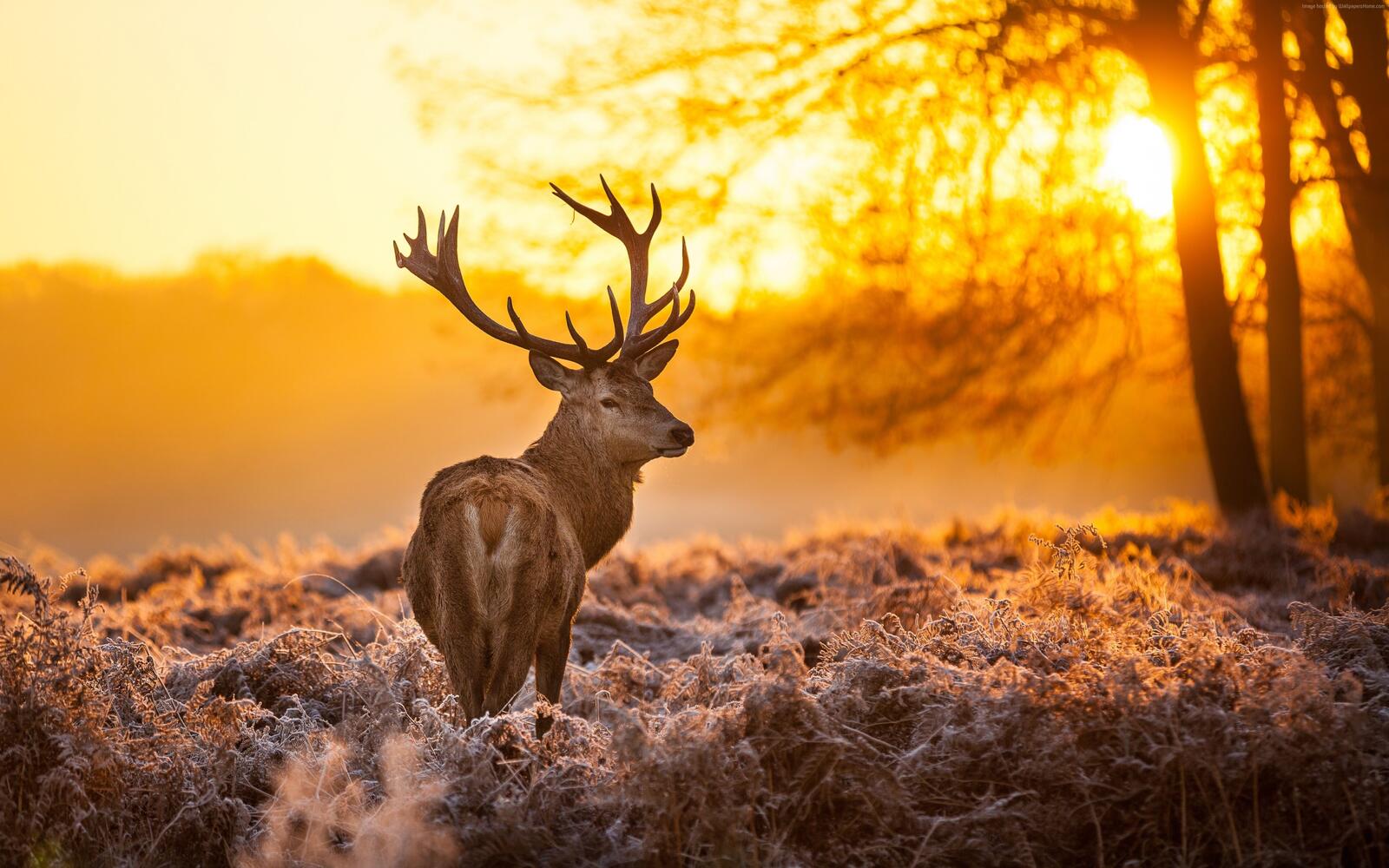 Free photo Deer in winter