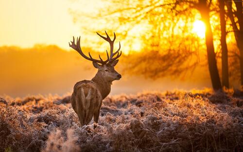 Deer in winter