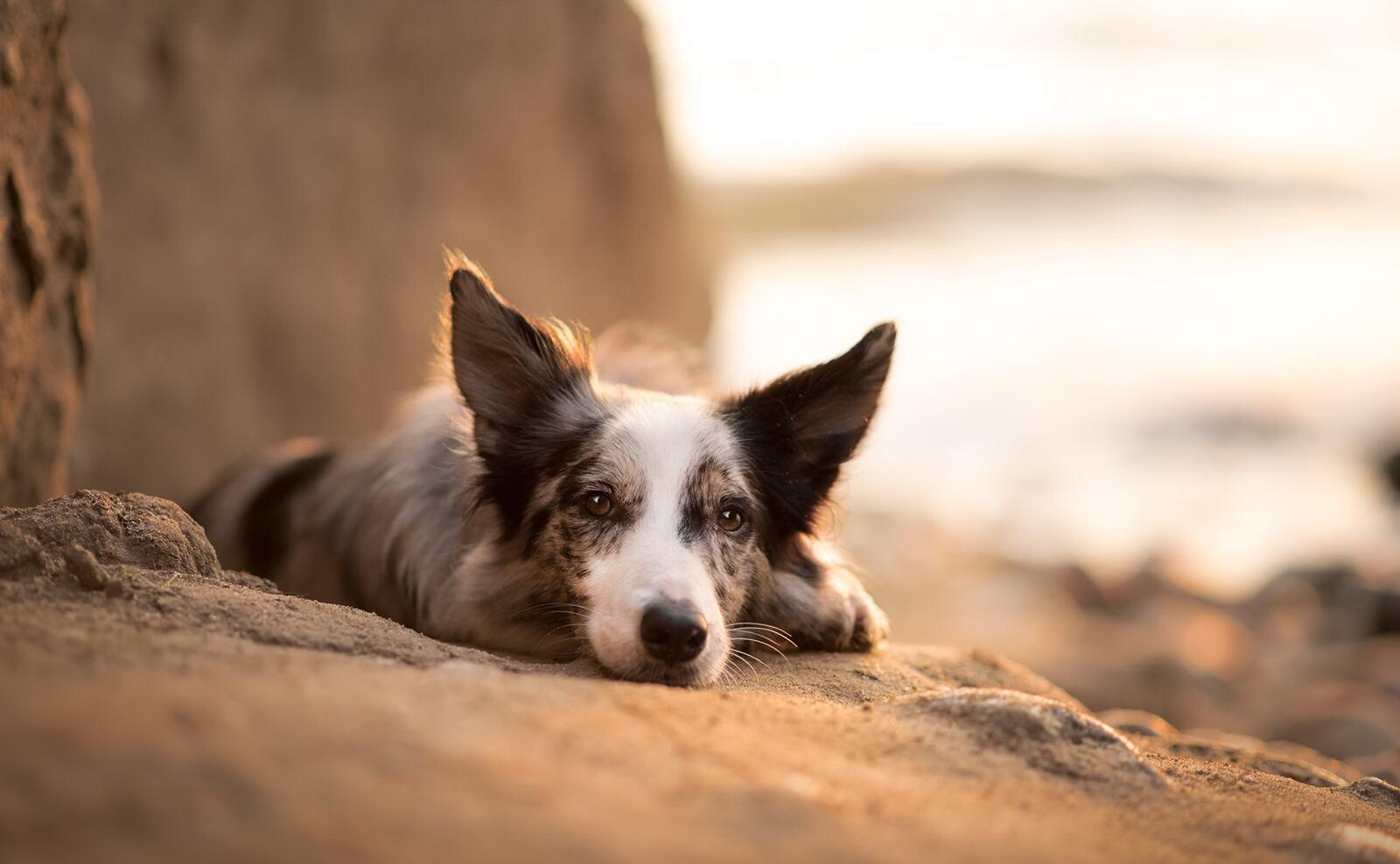 Wallpapers wallpaper border collie lying dogs on the desktop