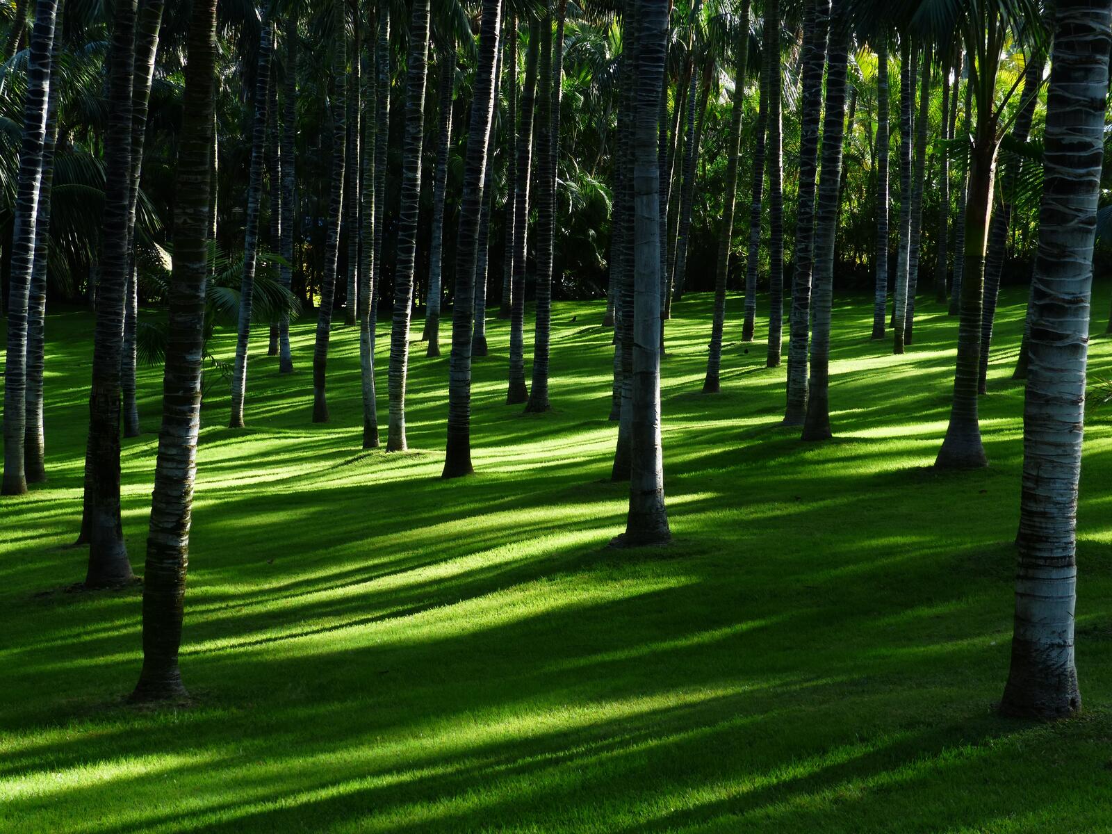 Бесплатное фото Зеленый газон в лесу