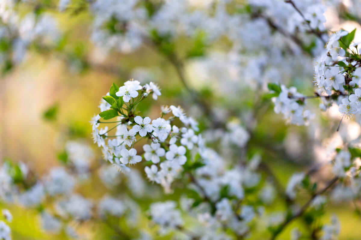Вишня весной · бесплатное фото