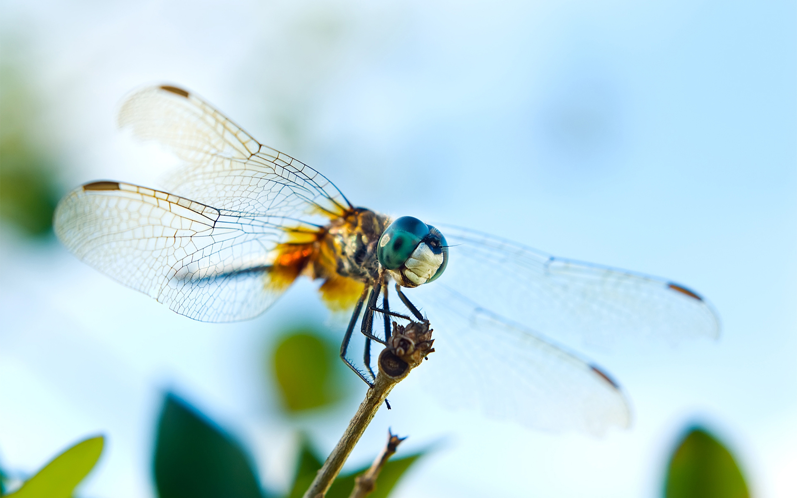 Wallpapers dragonfly fly wings on the desktop