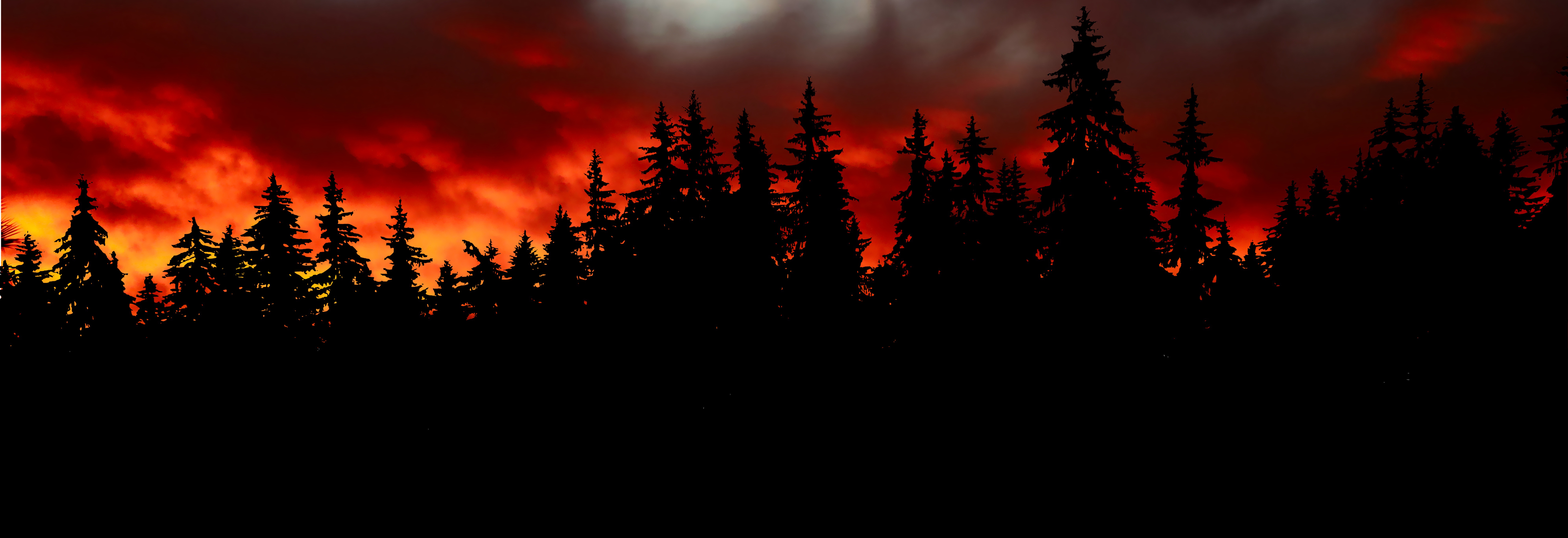 Wallpapers forest sunset spruce on the desktop