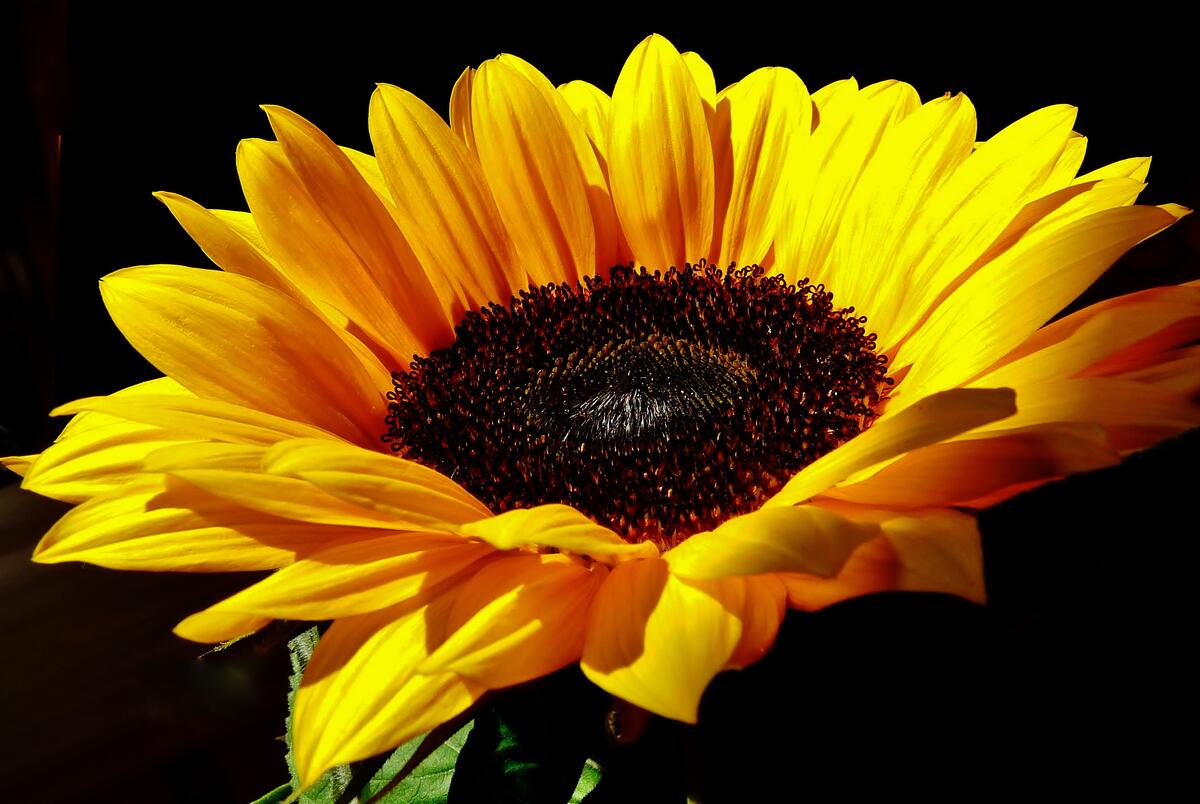 Screensaver flower, sunflower on the desktop for free