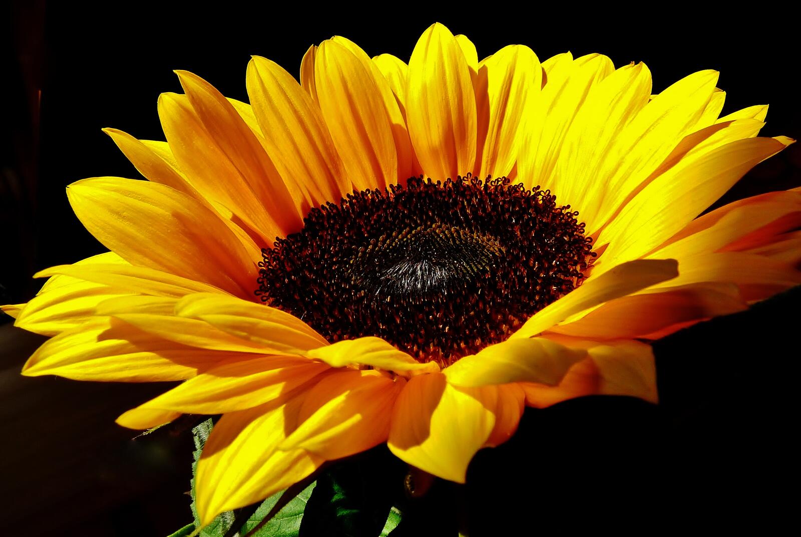Free photo Screensaver flower, sunflower on the desktop for free