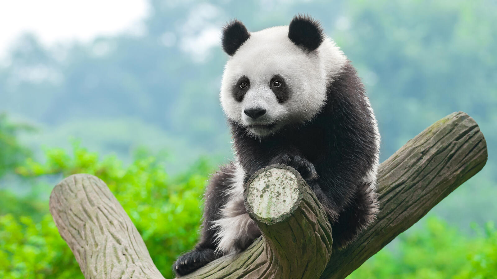 Обои обои панда дерево сидя на рабочий стол