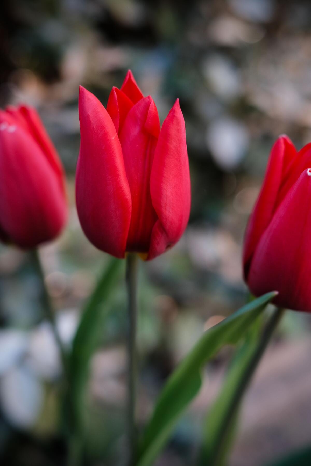 Красные тюльпаны крупным планом