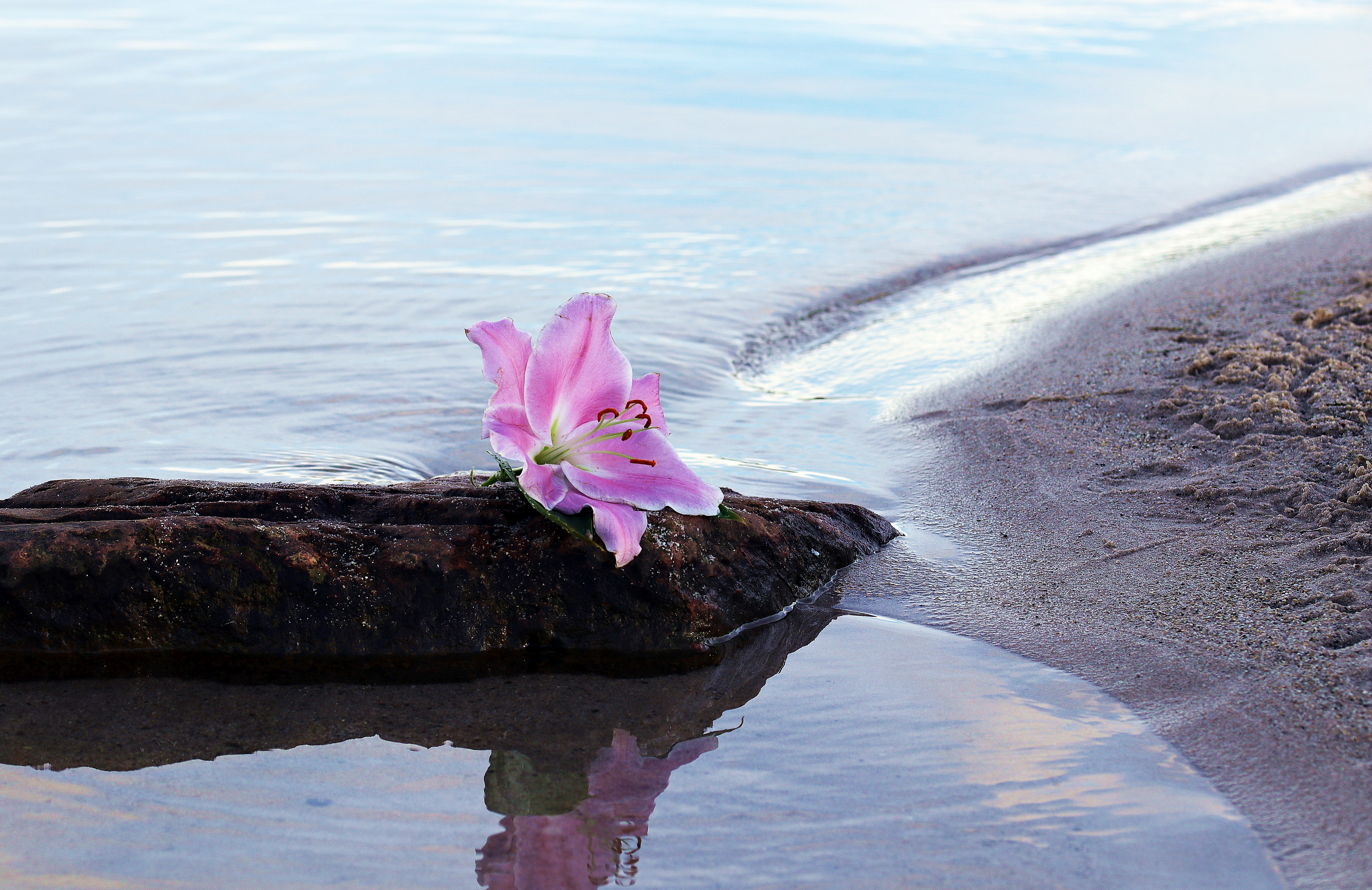 Фото бесплатно декоративное растение, берег, море