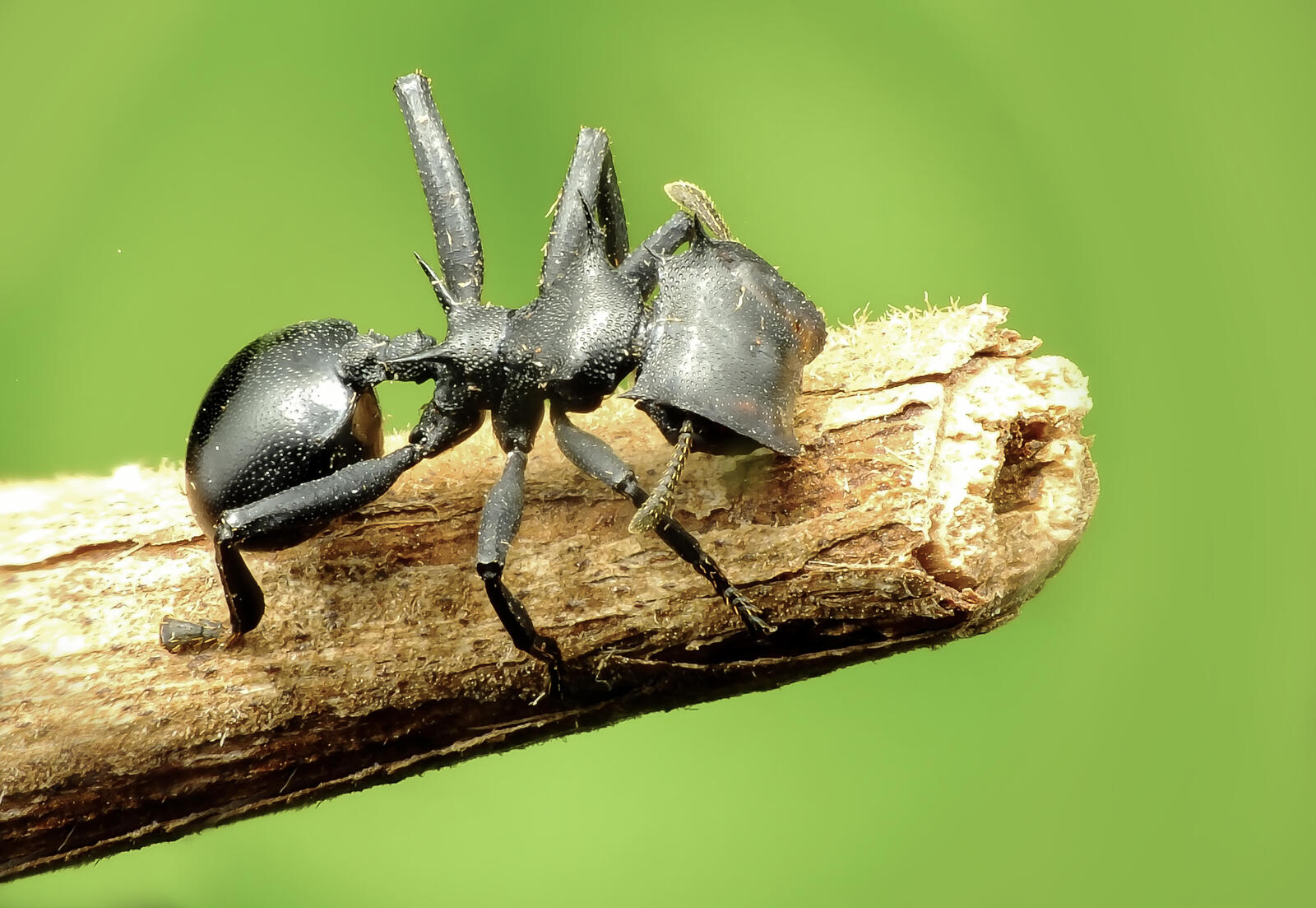 Обои Cephalotes specularis вид древесных муравьёв рода Cephalotes на рабочий стол