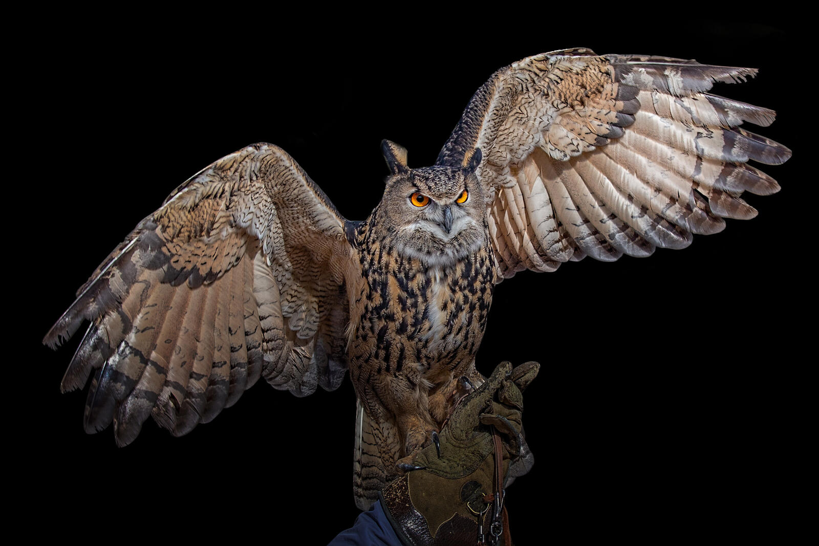 Wallpapers The Eurasian eagle owl bird predator on the desktop