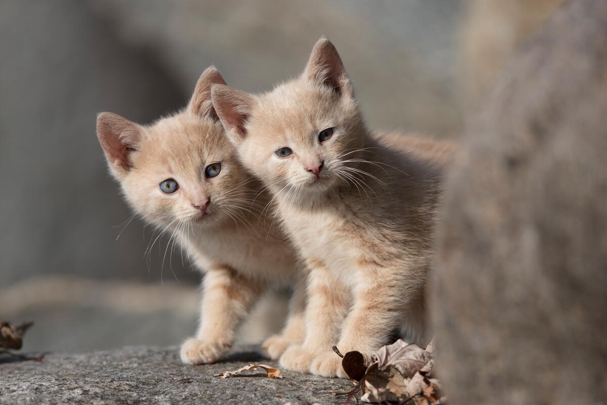 Два рыжих любопытных котенка