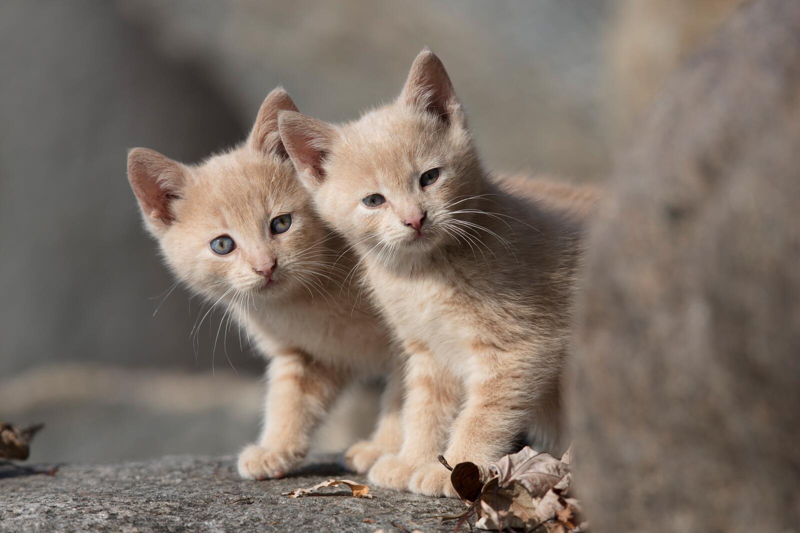 Бесплатное фото Два рыжих любопытных котенка
