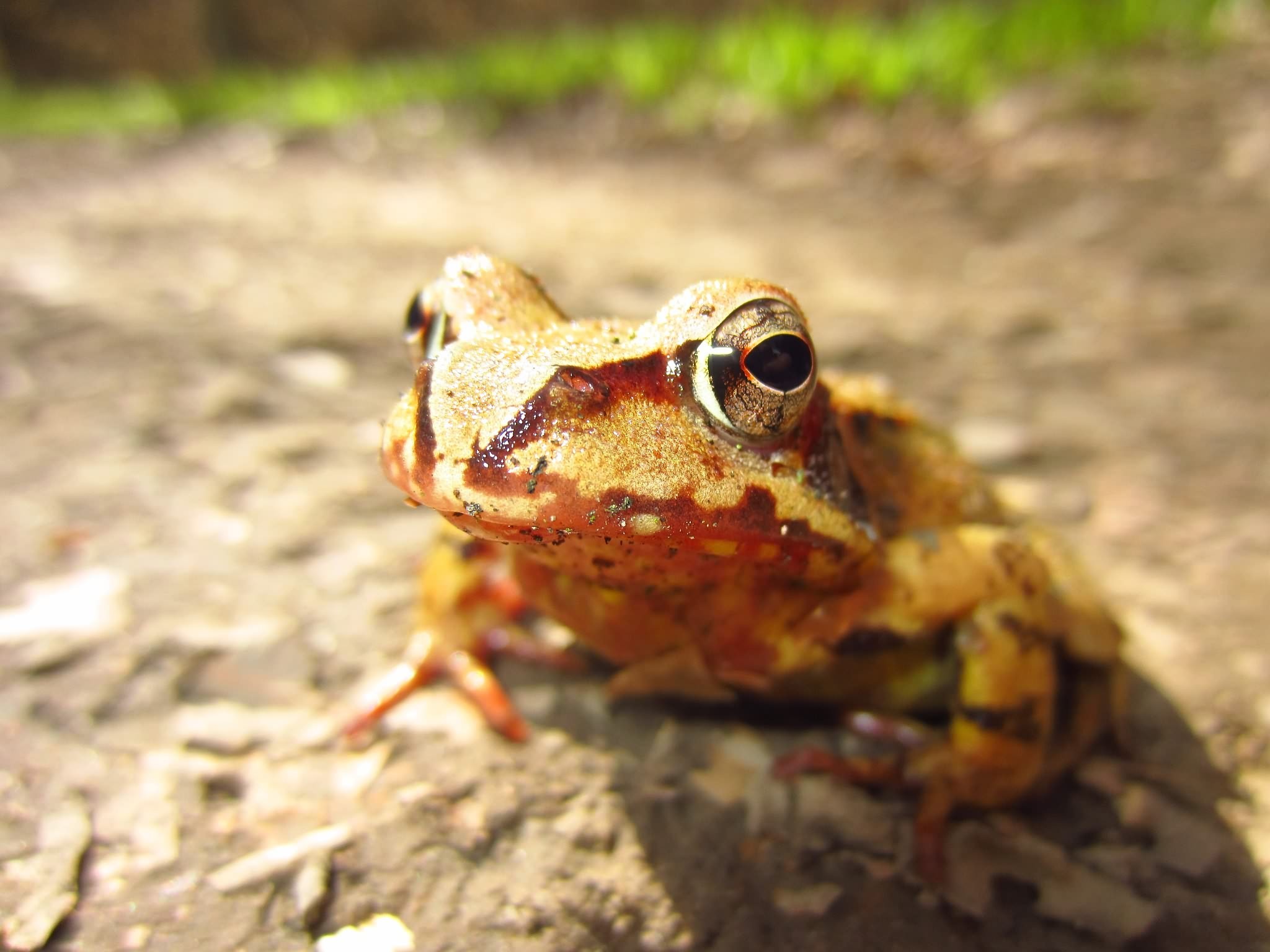 Wallpapers wildlife frog toad on the desktop