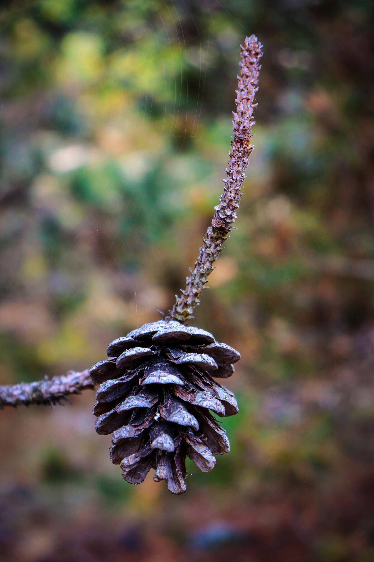 Pine cone.Forest.Pine needles.Pine cone on a branch.