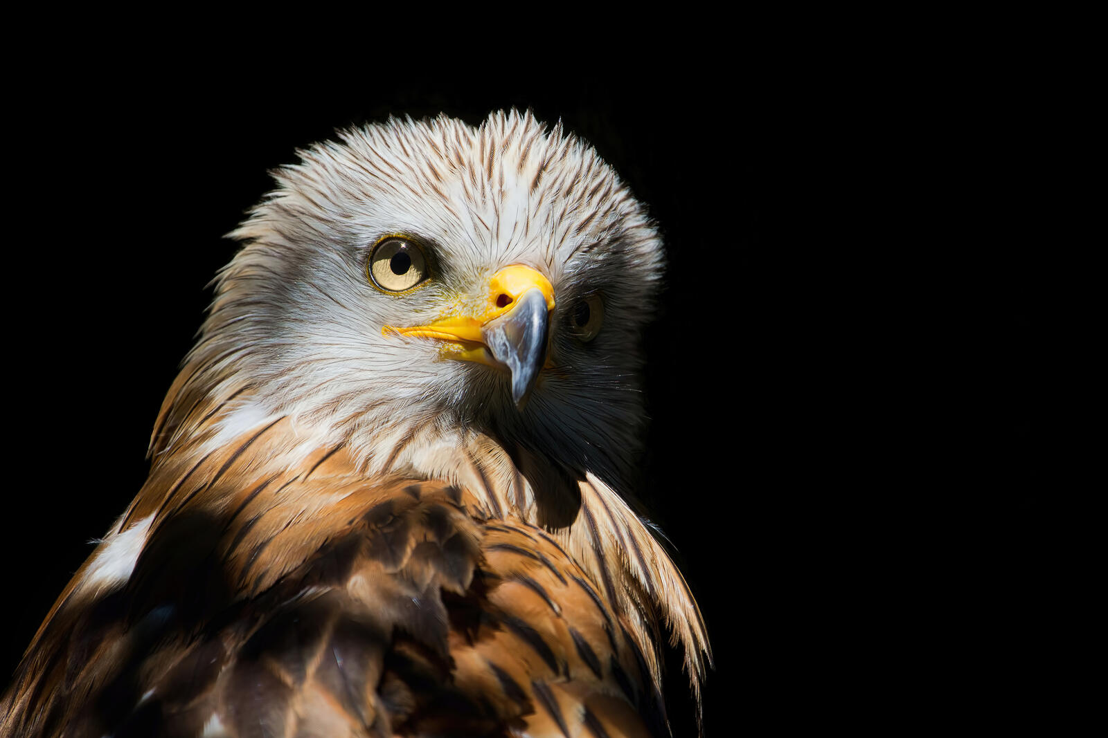 Free photo Portrait of an eagle