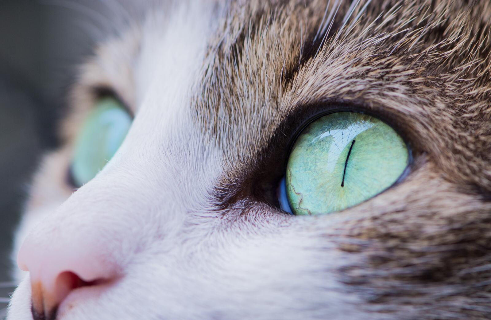 Обои кошки глаза кошки морда на рабочий стол