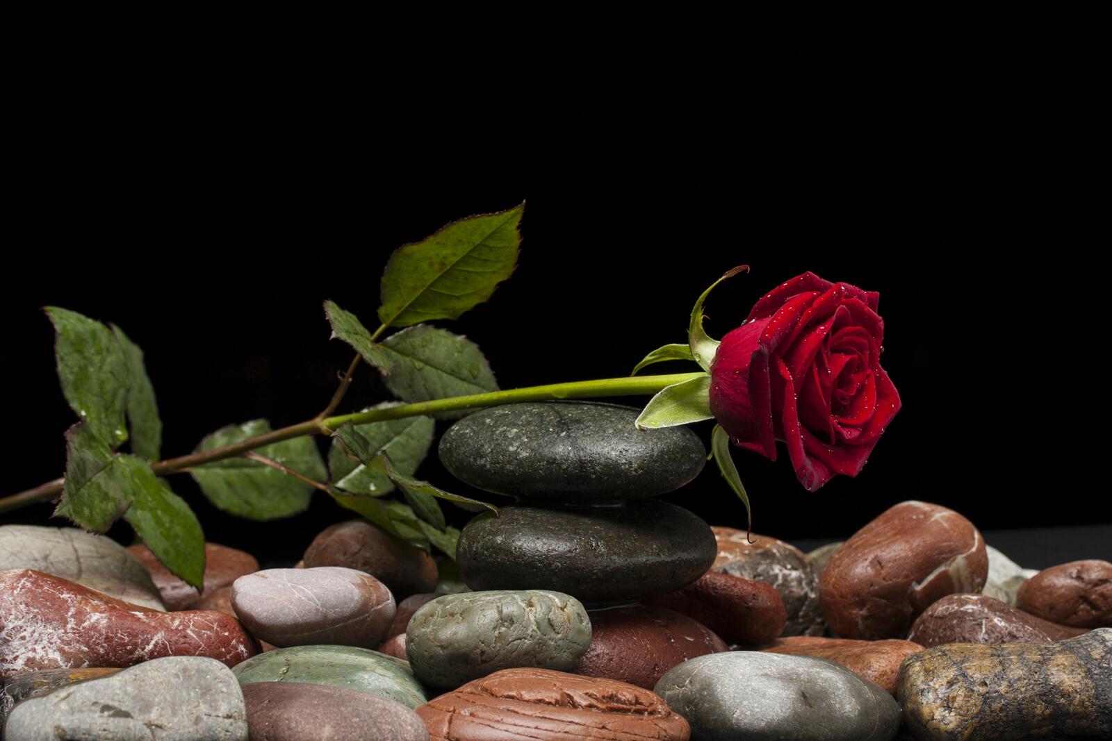 桌面上的壁纸石头 玫瑰 黑色背景