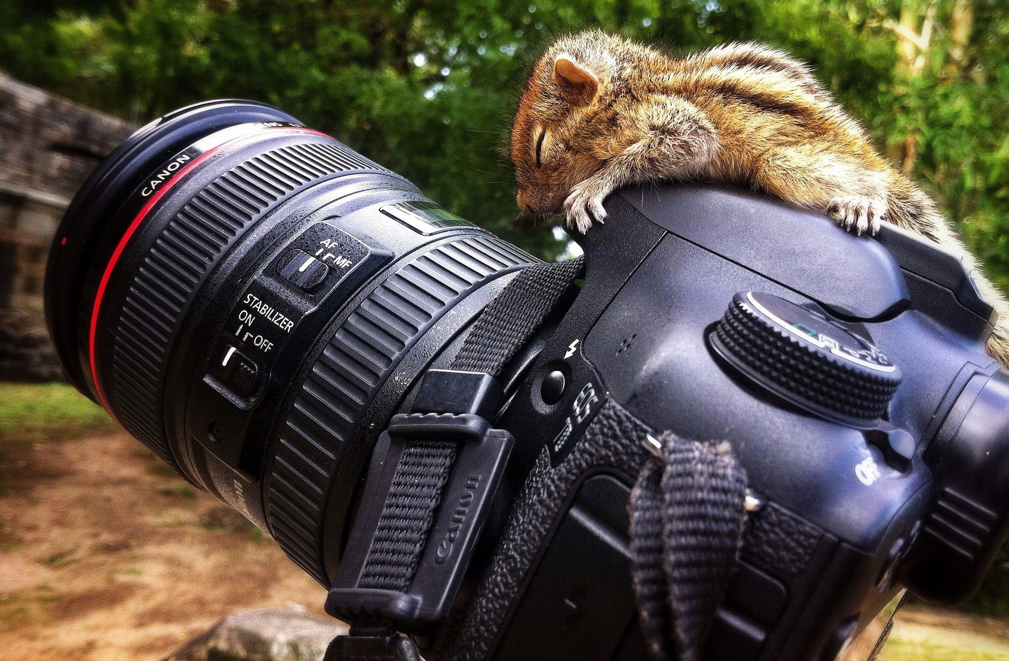 Photo free squirrel, canon, reflex
