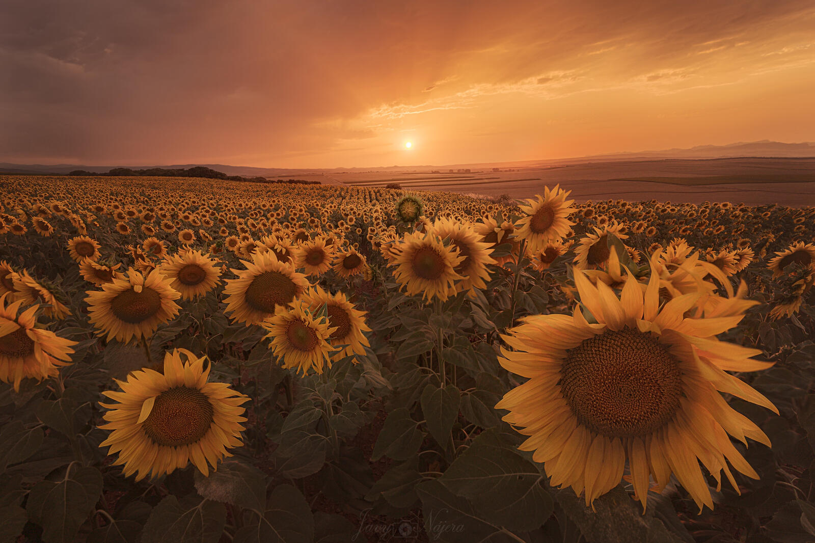 Wallpapers many sunflowers landscape evening on the desktop