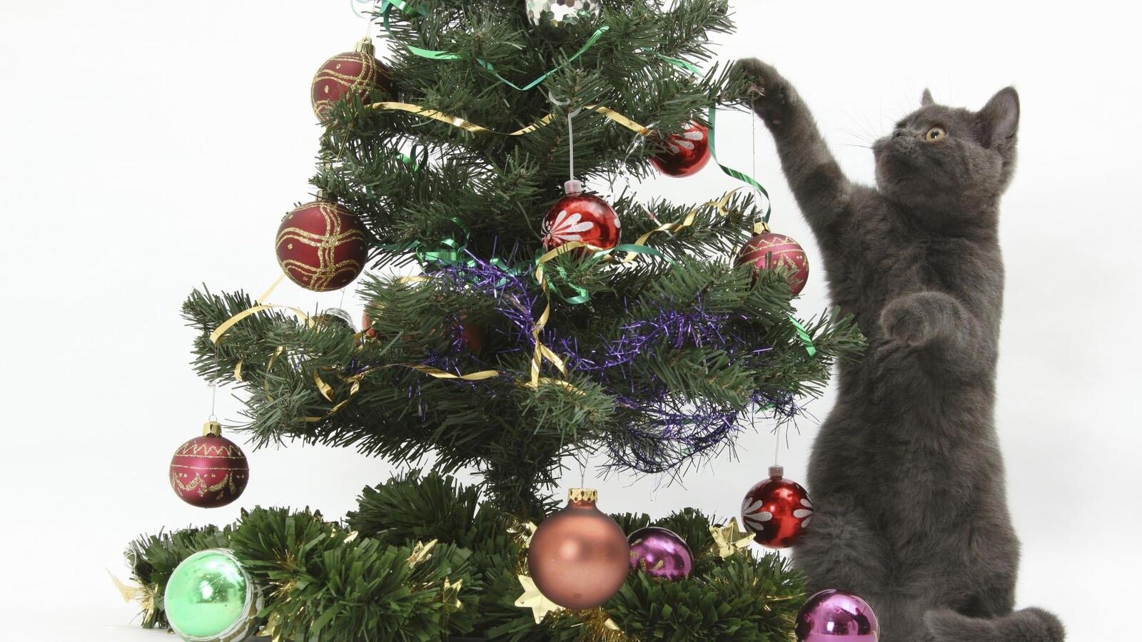 Wallpapers black cat kitten christmas tree on the desktop