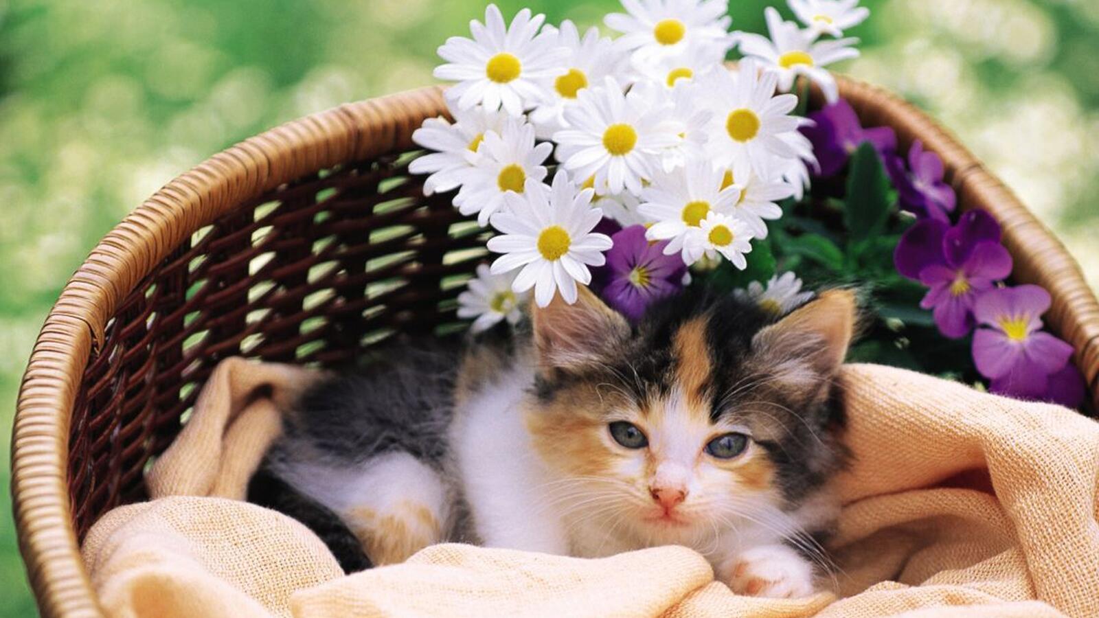 Wallpapers inside cute cat white daisies on the desktop