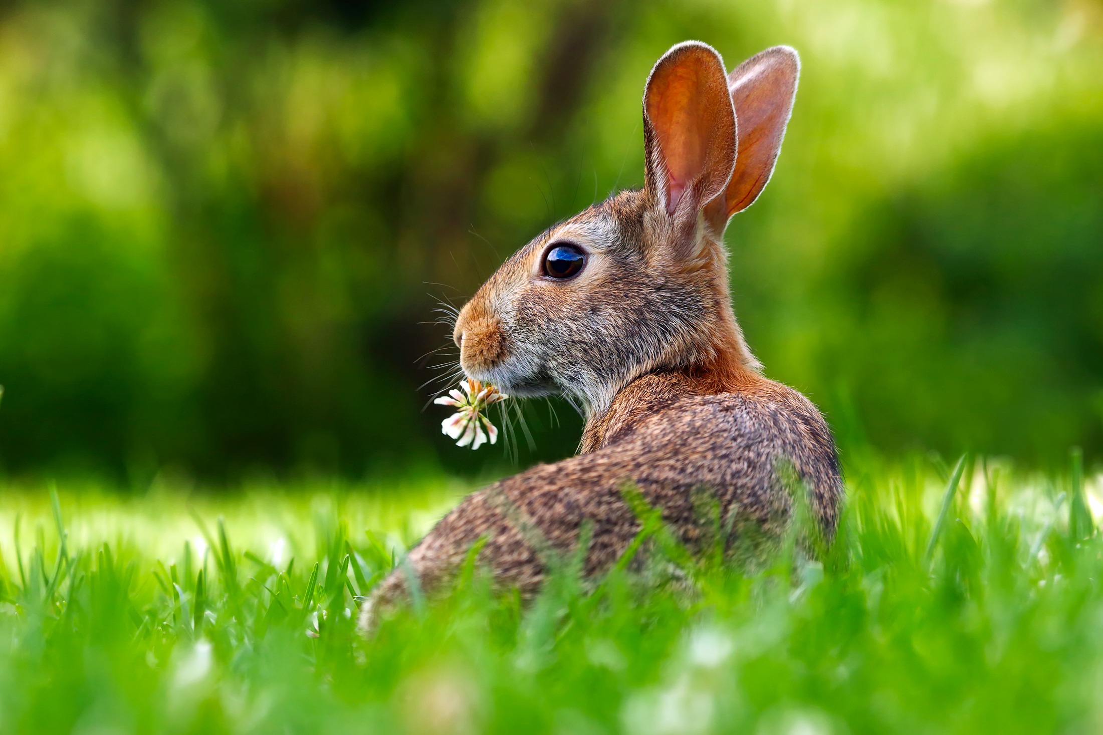 Фото бесплатно на открытом воздухе, лесной кролик, позвоночные