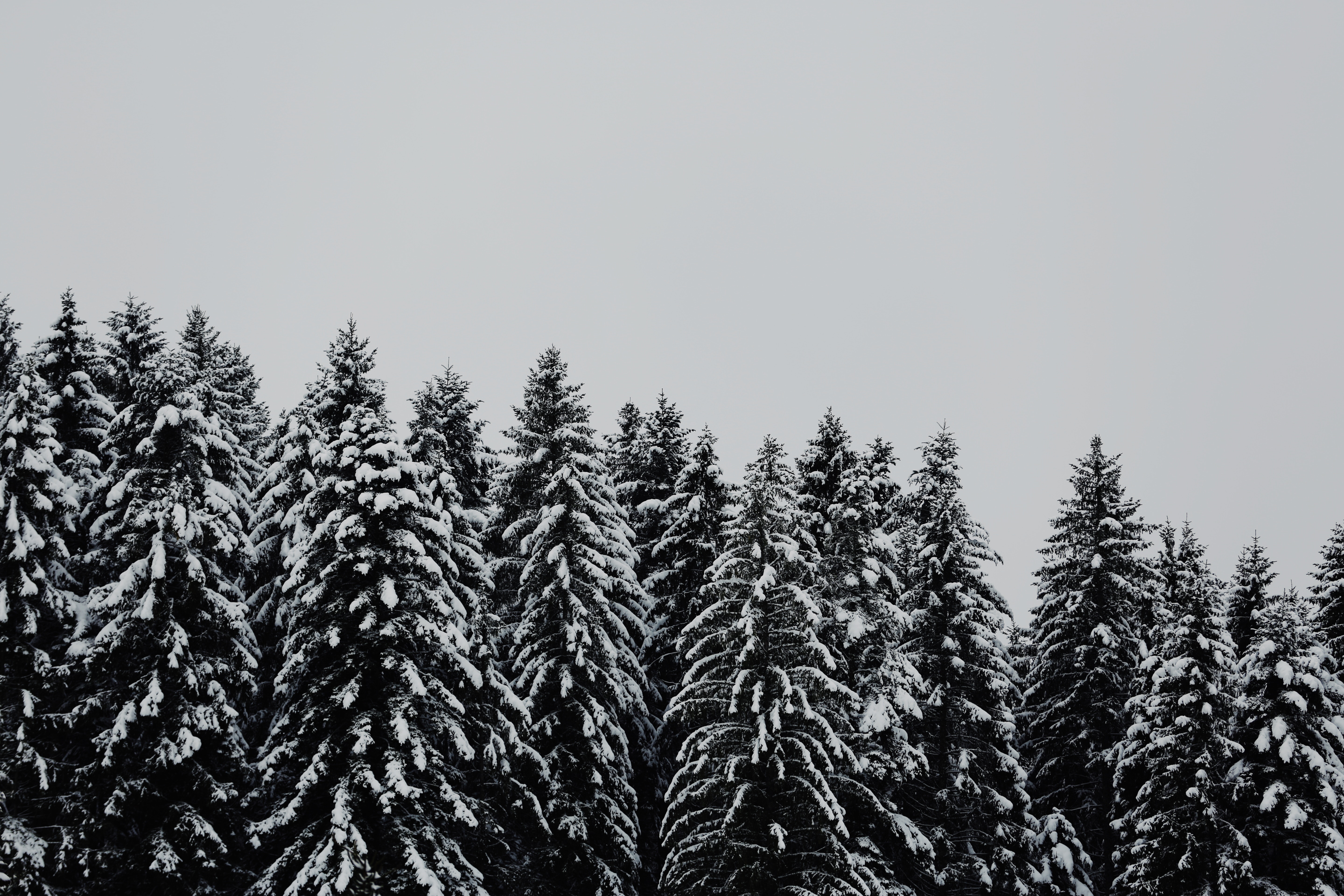 Wallpapers trees snow snowbound on the desktop
